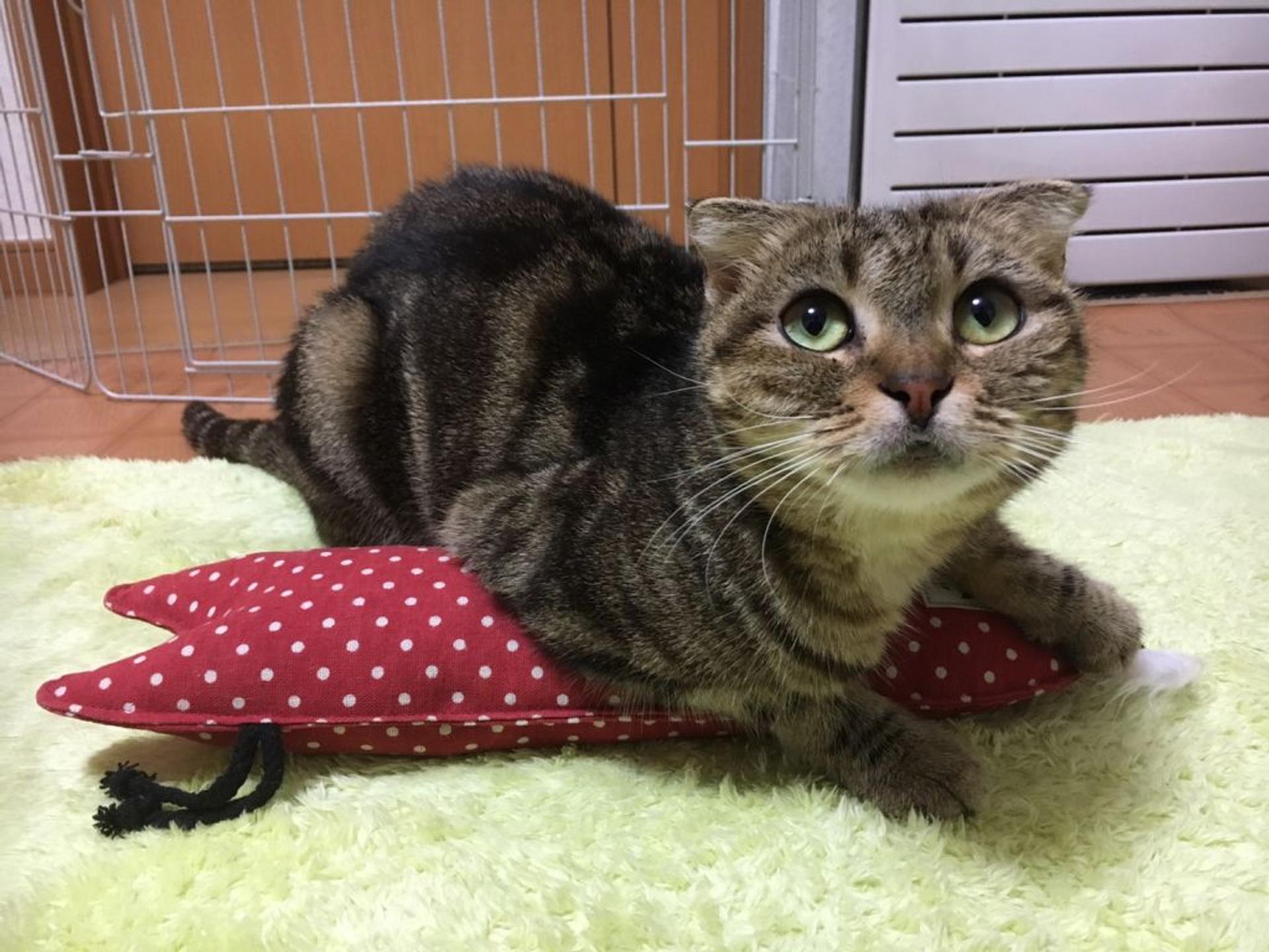 pet-image-5