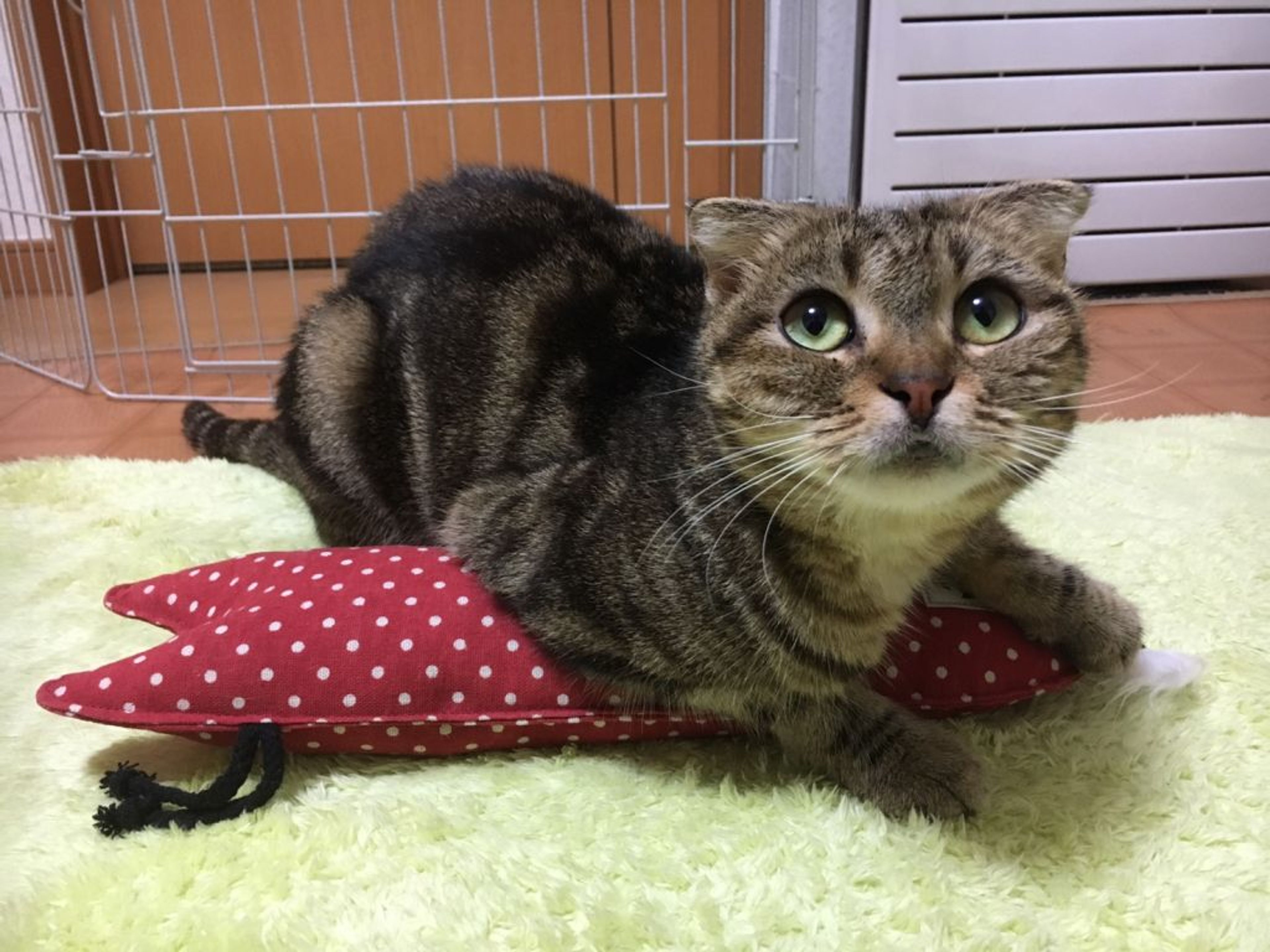 pet-image-5