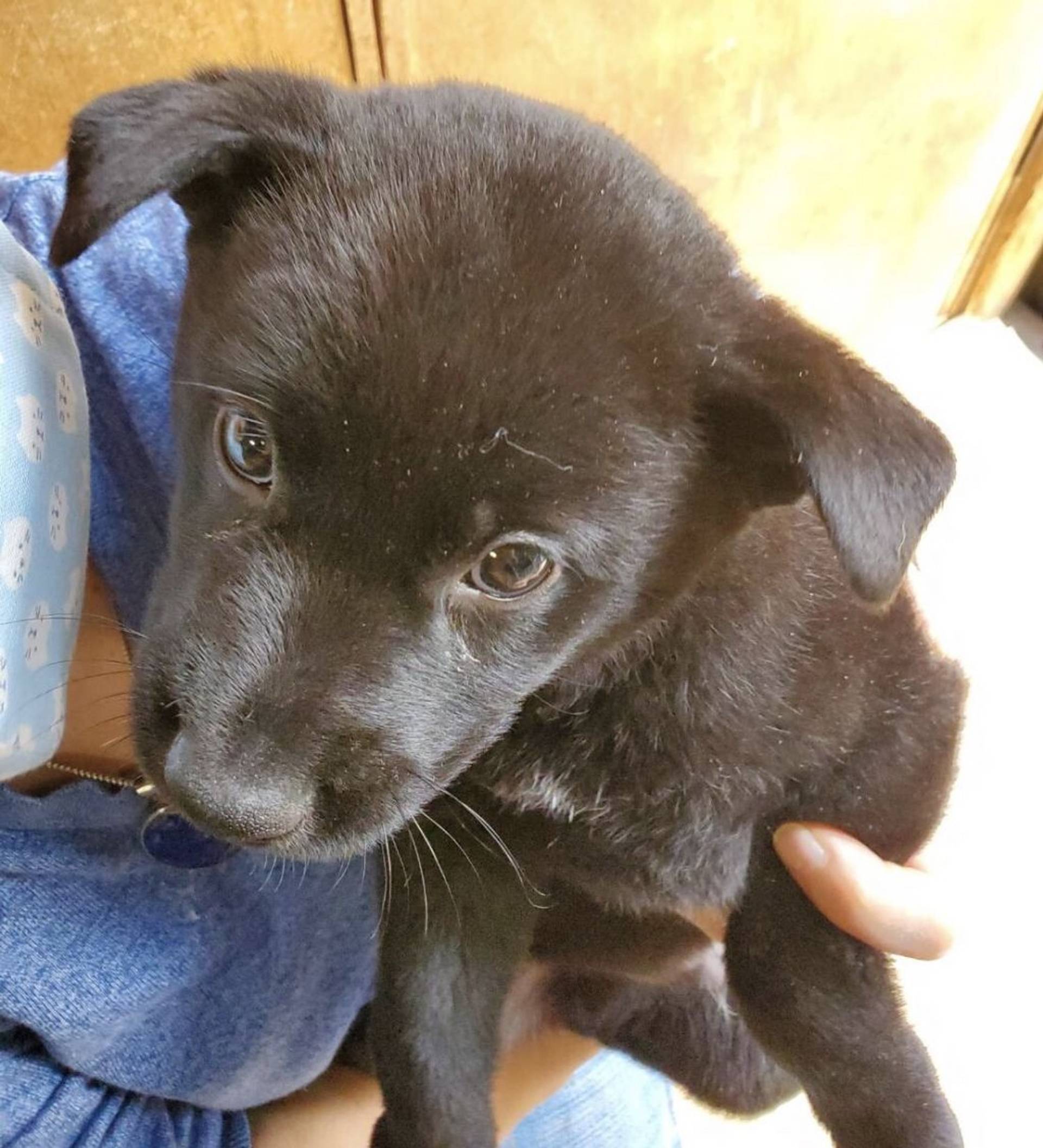 雑種（ミックス犬）・オスの里親募集の写真
