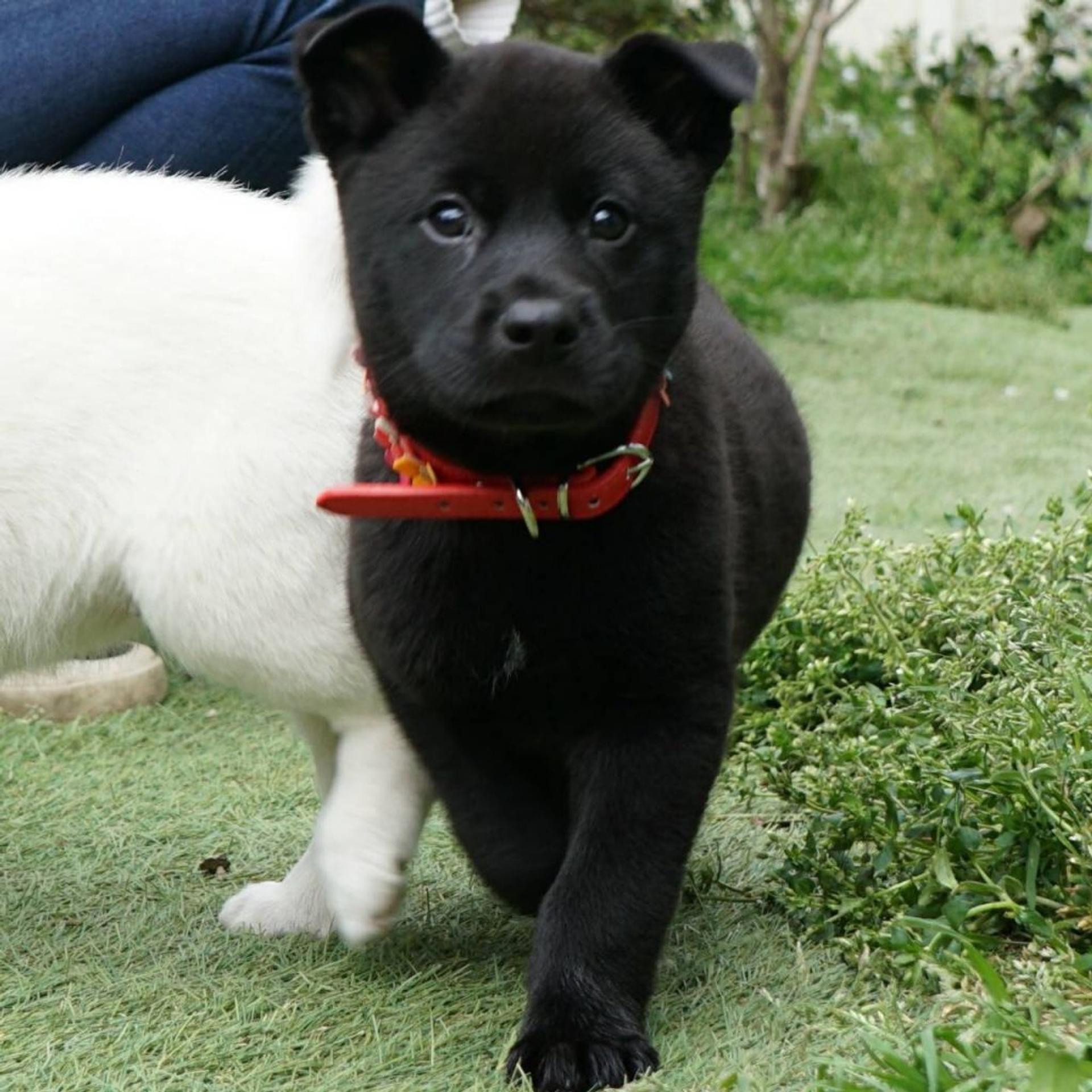 pet-image-4