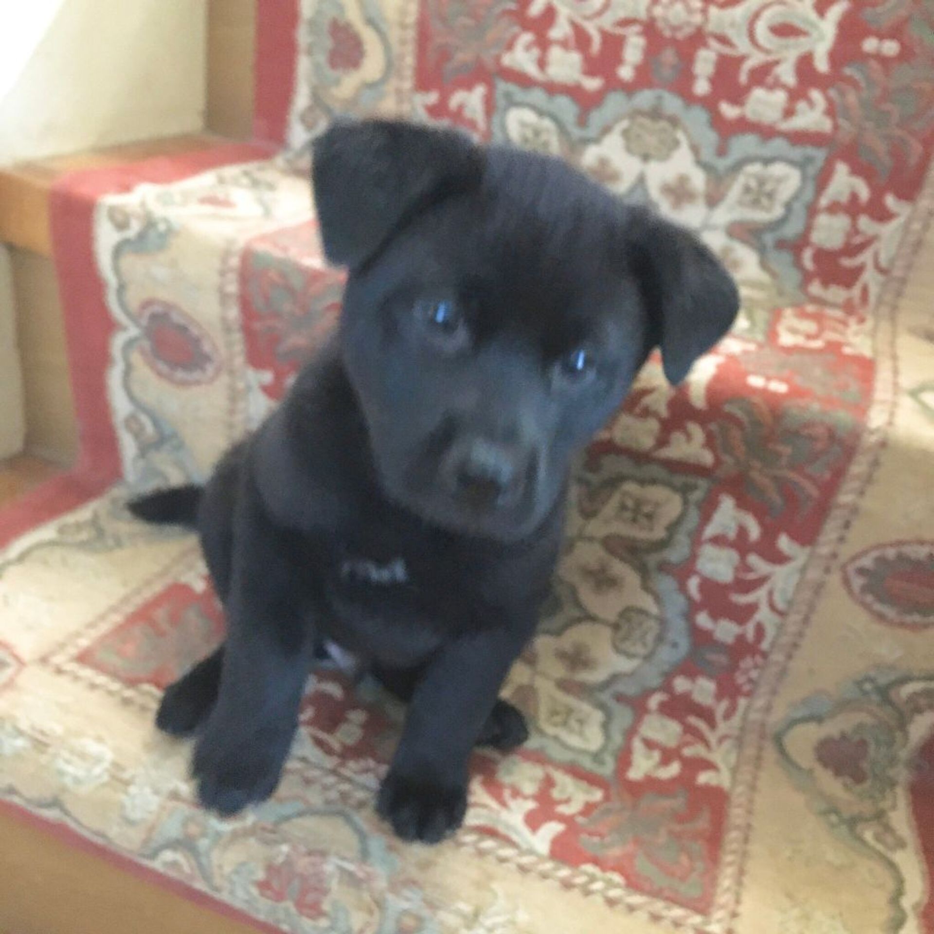 雑種（ミックス犬）・オスの里親募集の写真