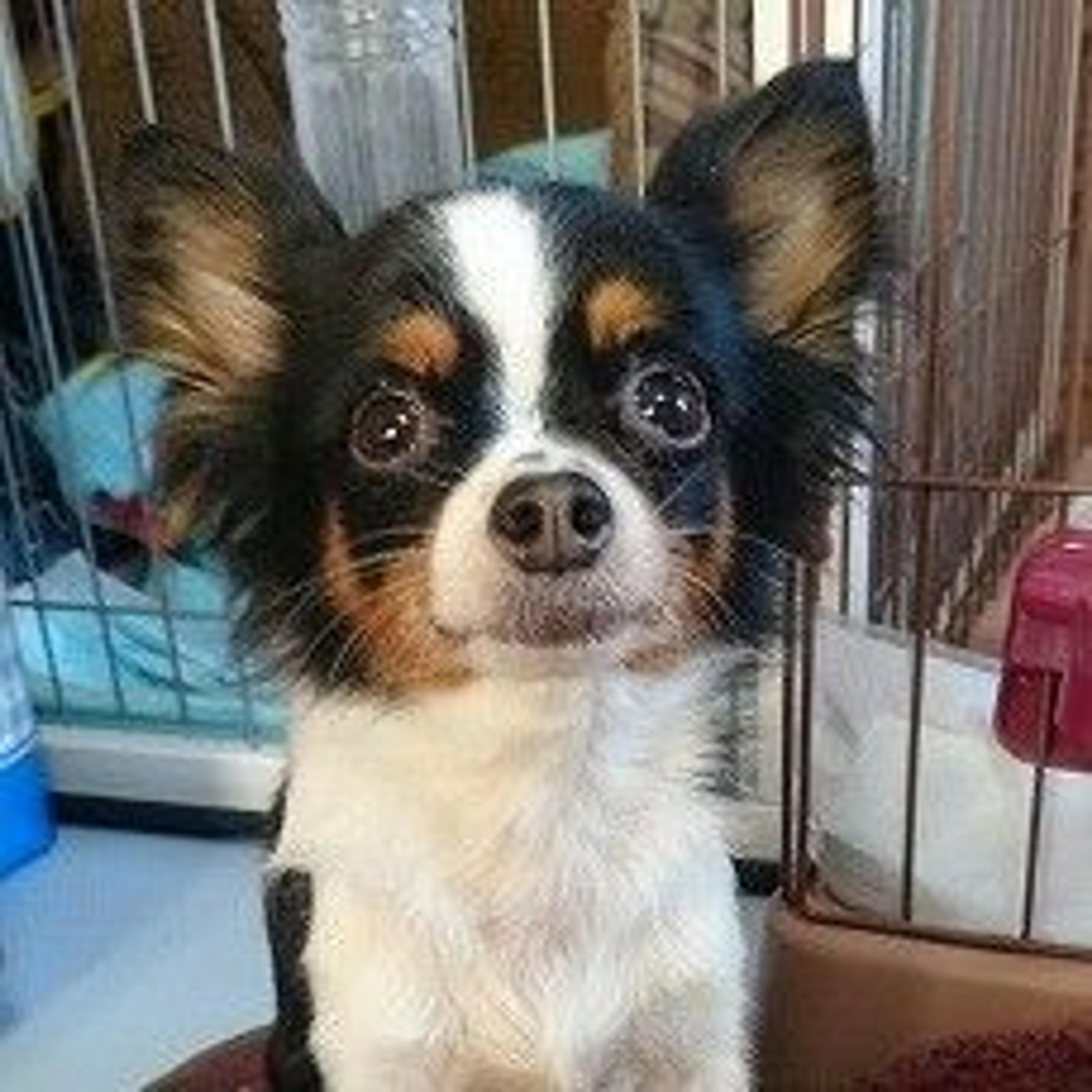 pet-image-2