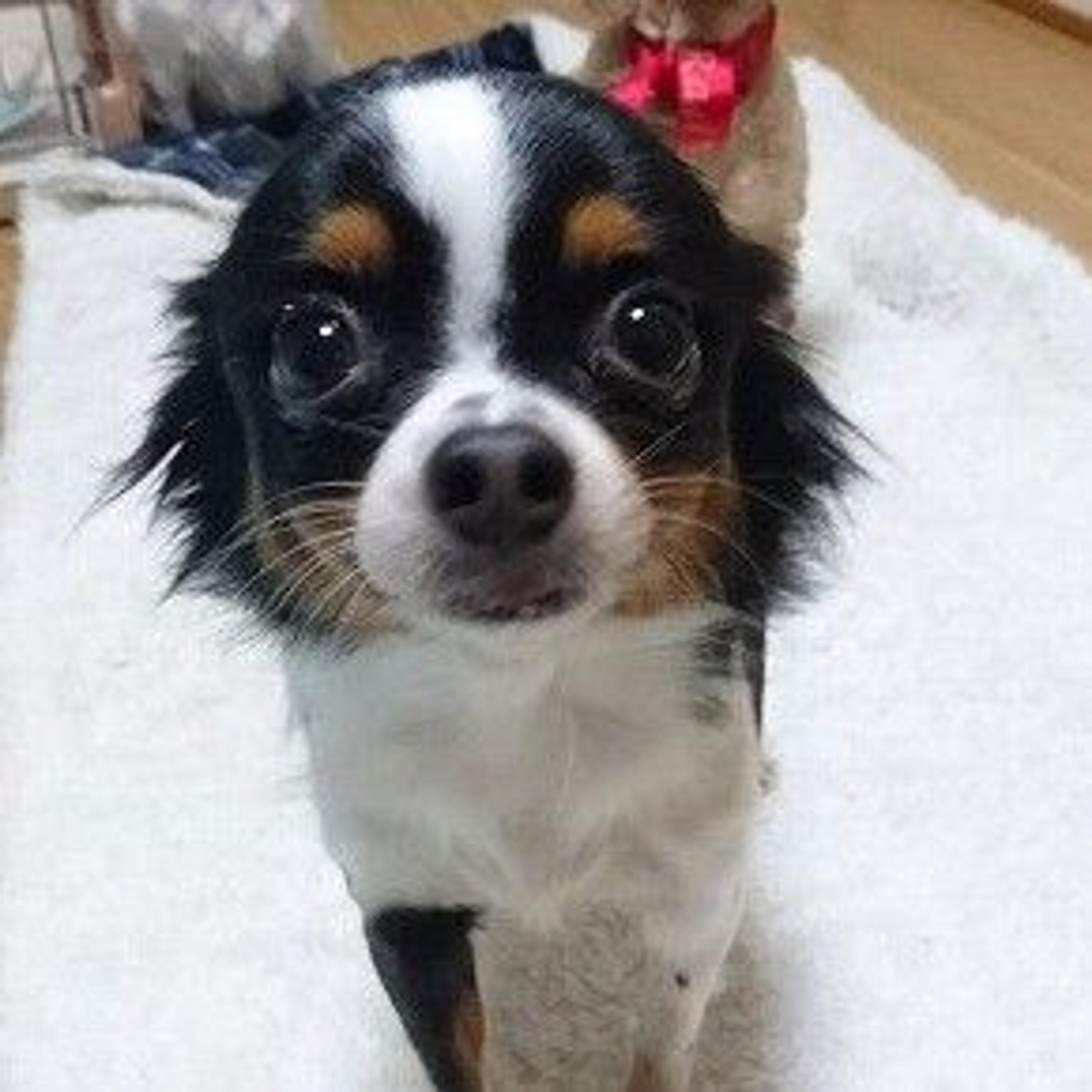 pet-image-3