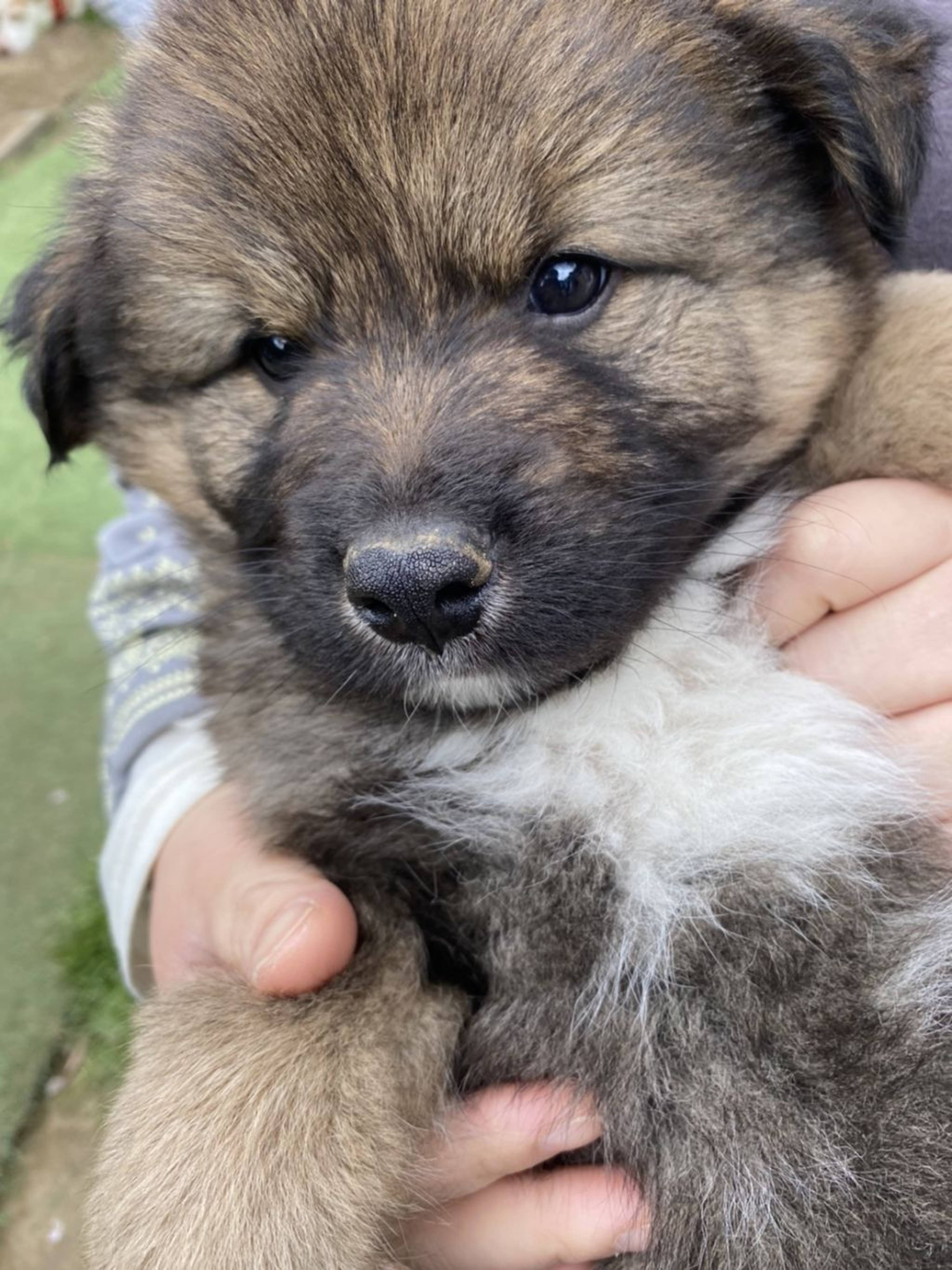 雑種（ミックス犬）・オスの里親募集の写真