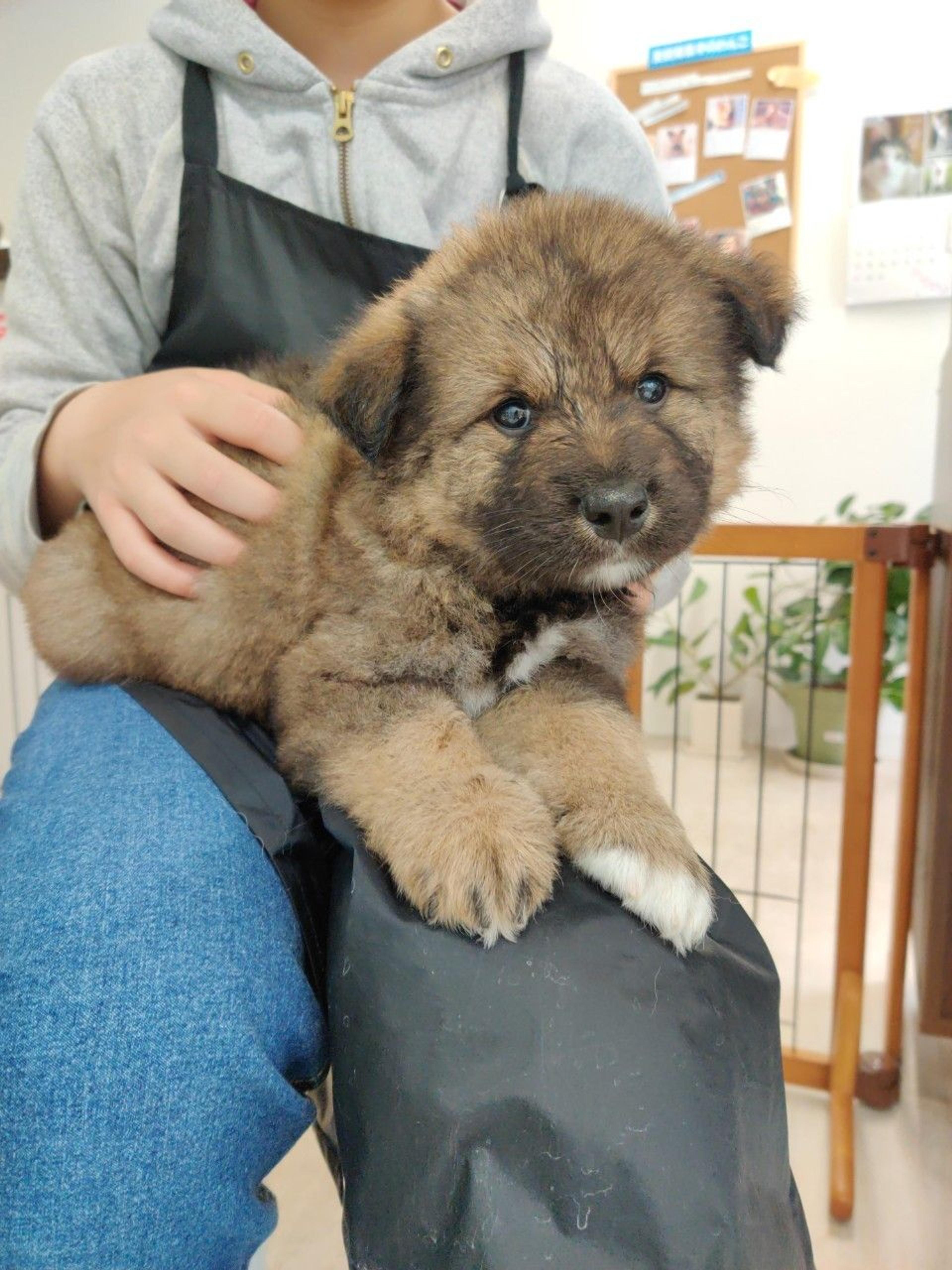 pet-image-2