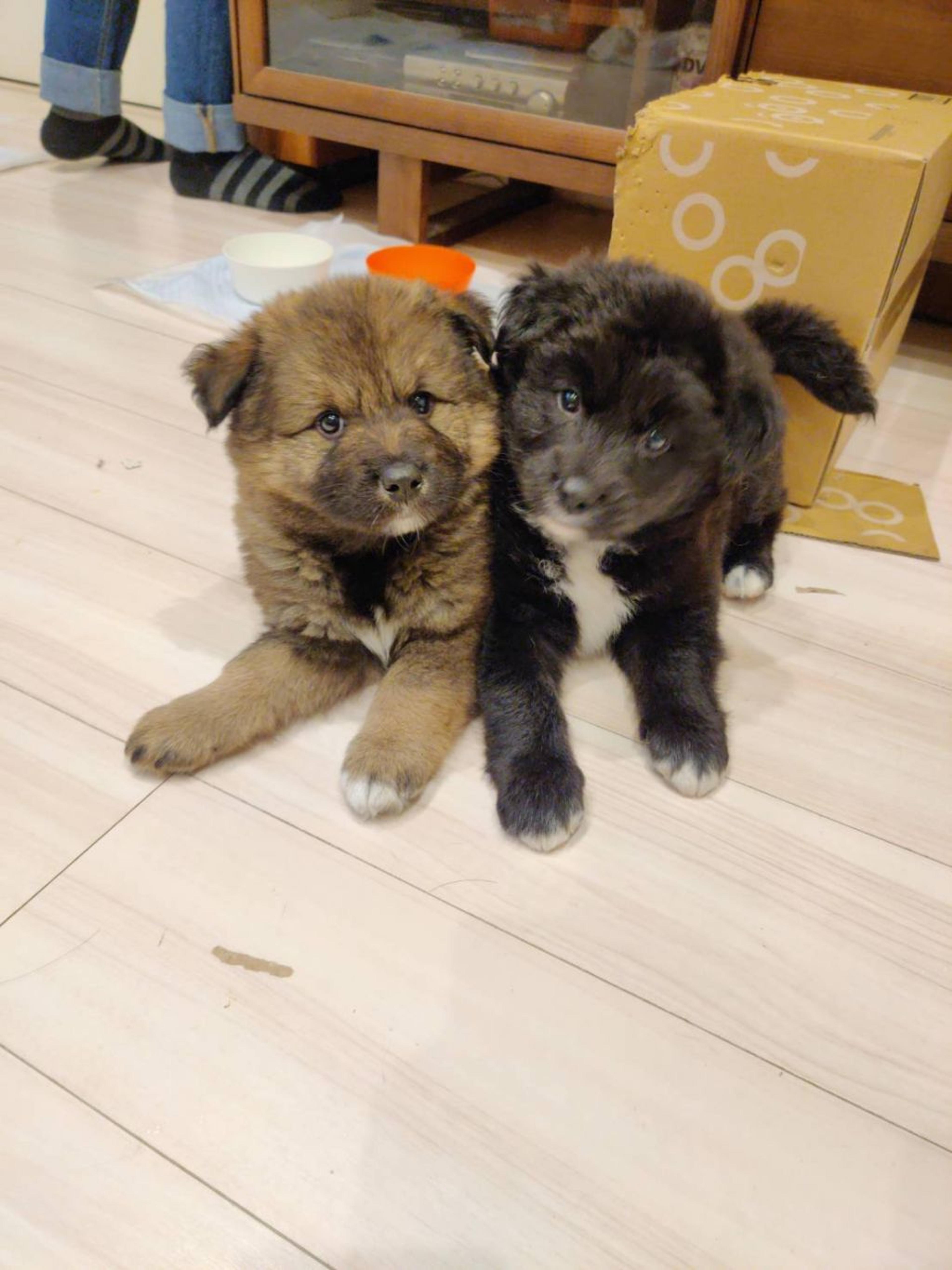 pet-image-3