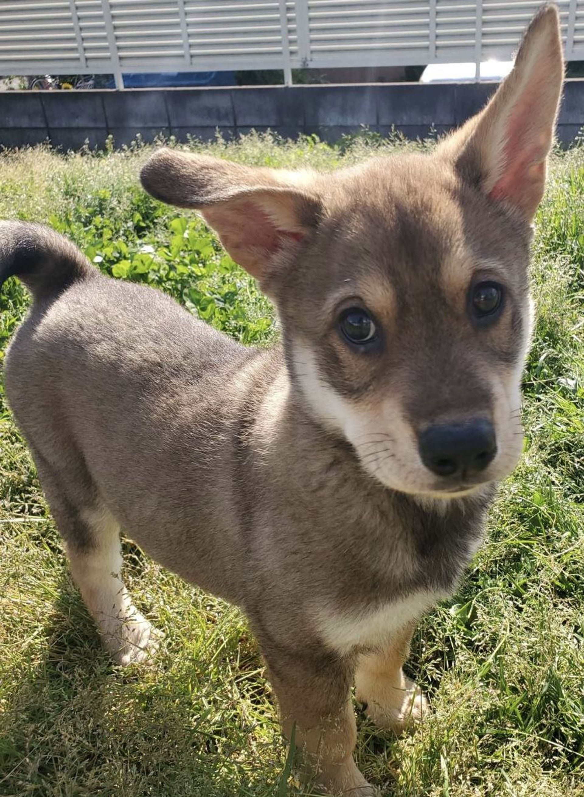 雑種（ミックス犬）・オスの里親募集の写真