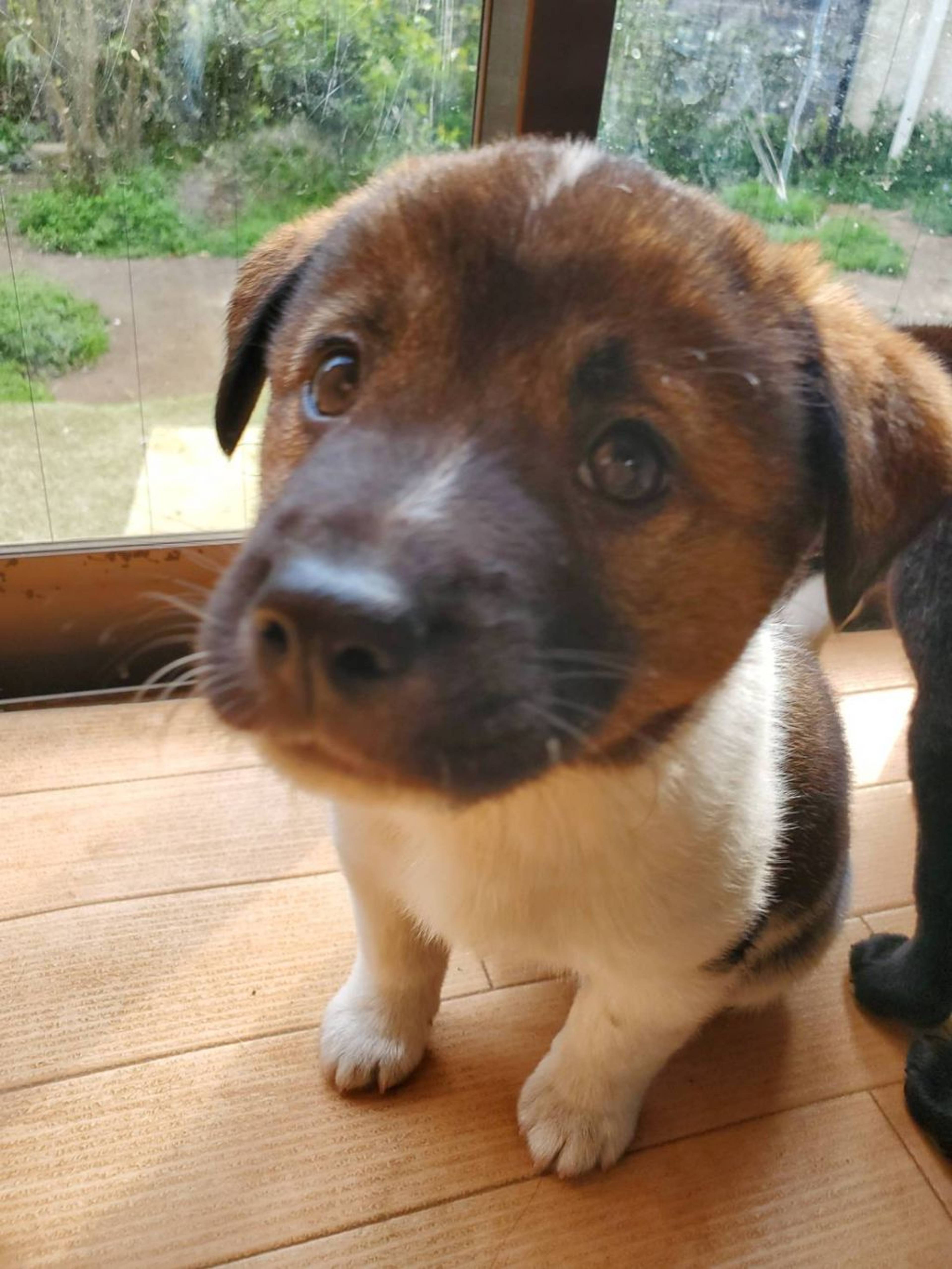 雑種（ミックス犬）・オスの里親募集の写真