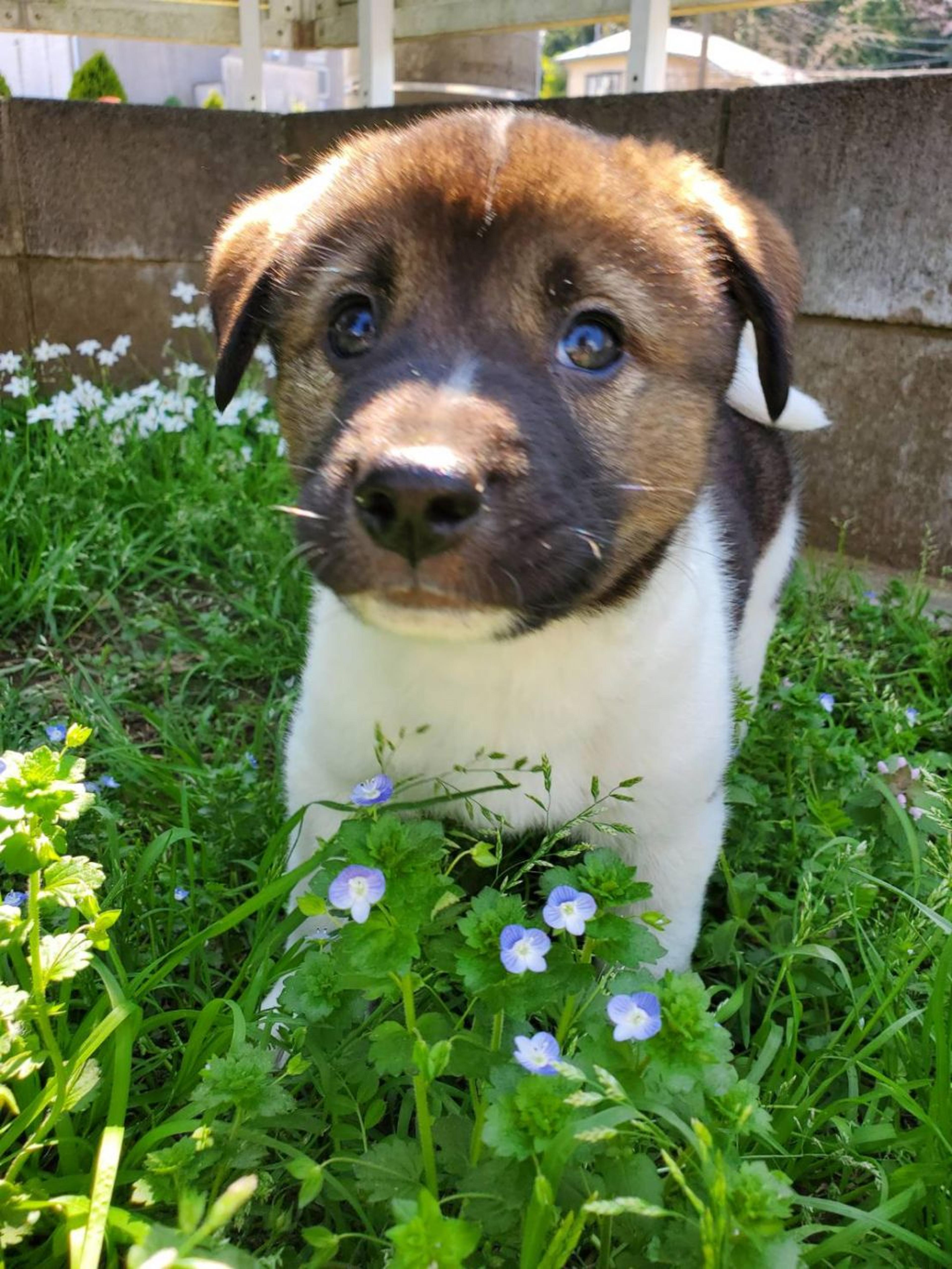 pet-image-2
