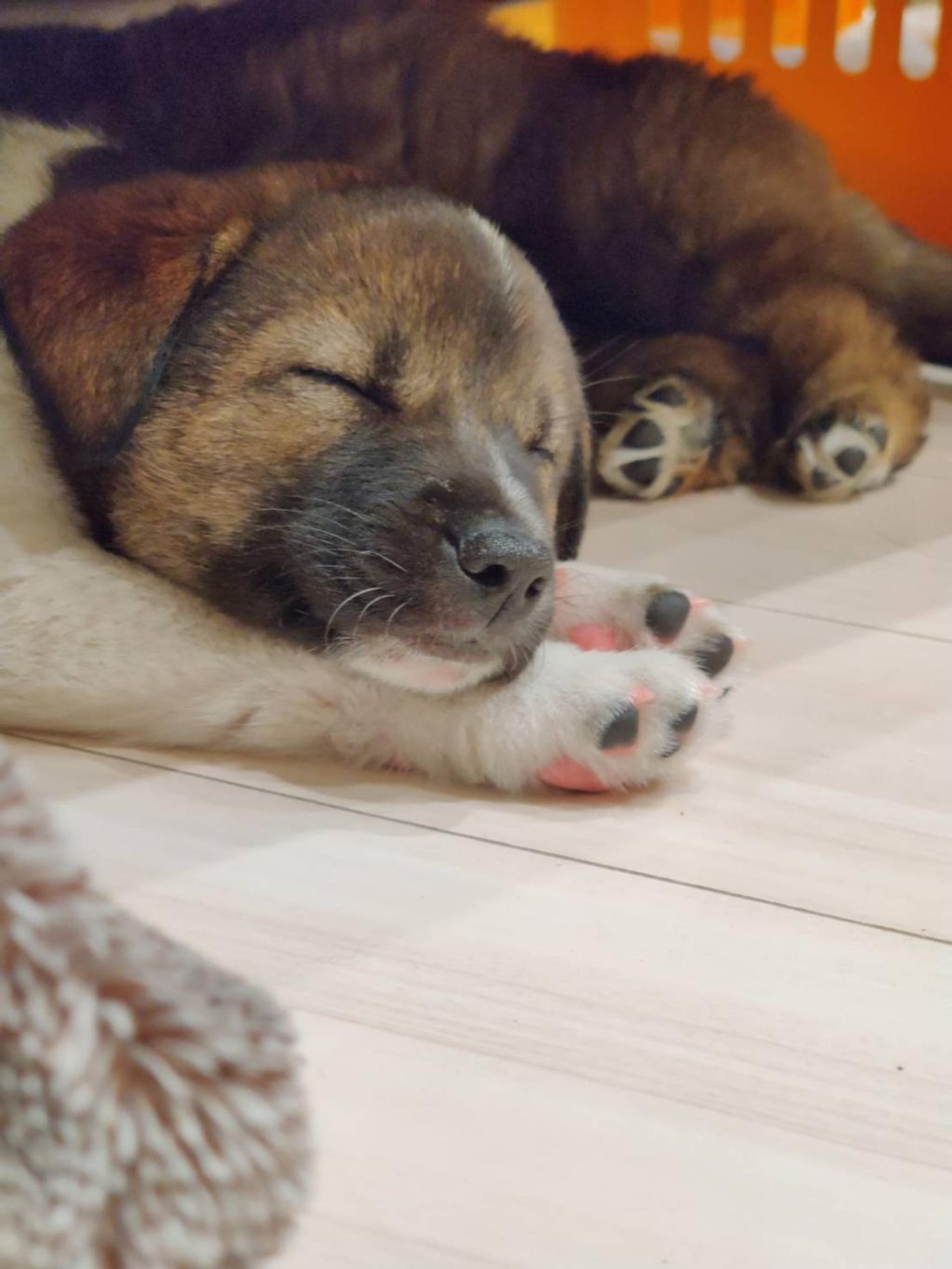 pet-image-3