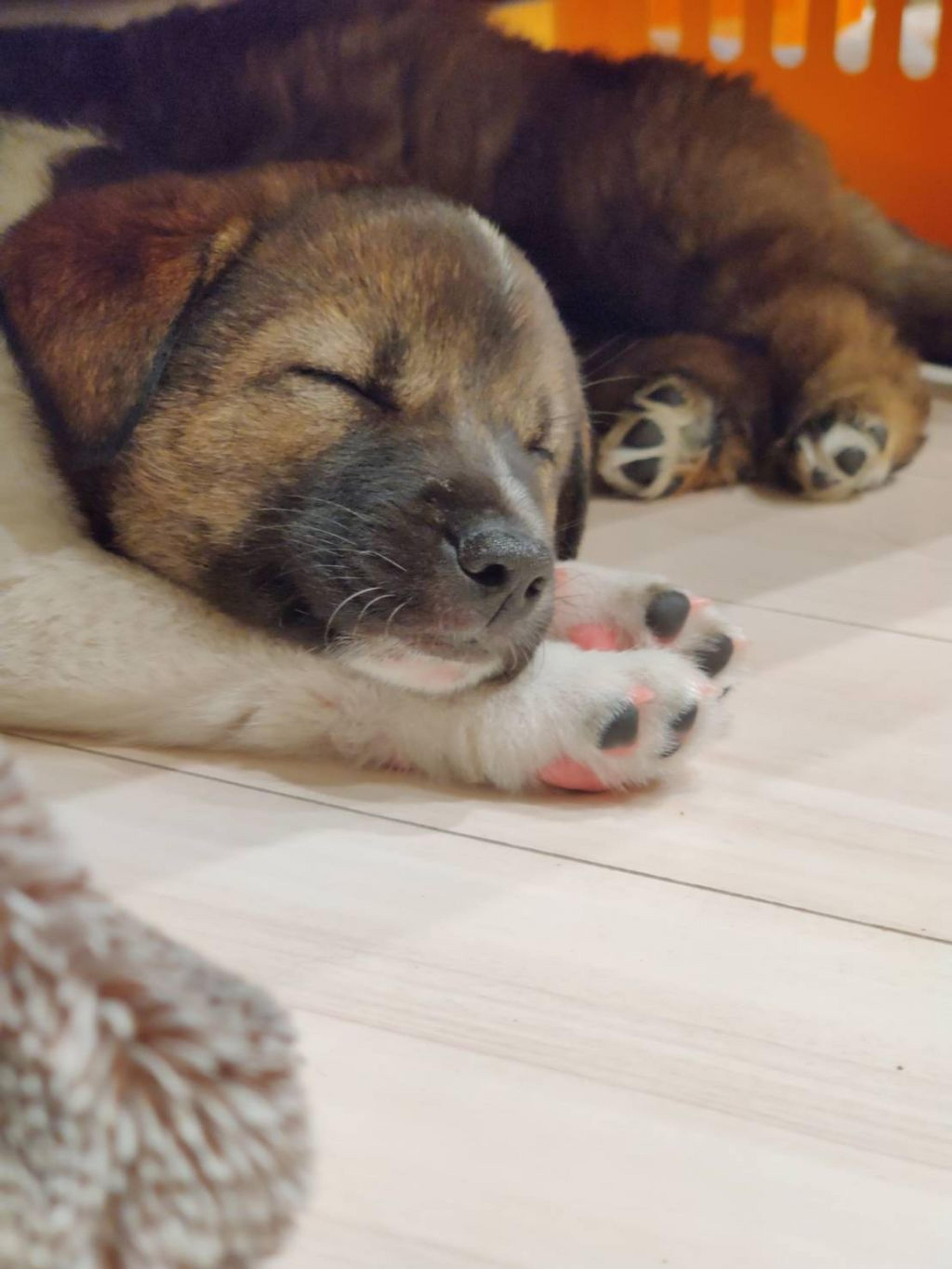 pet-image-3