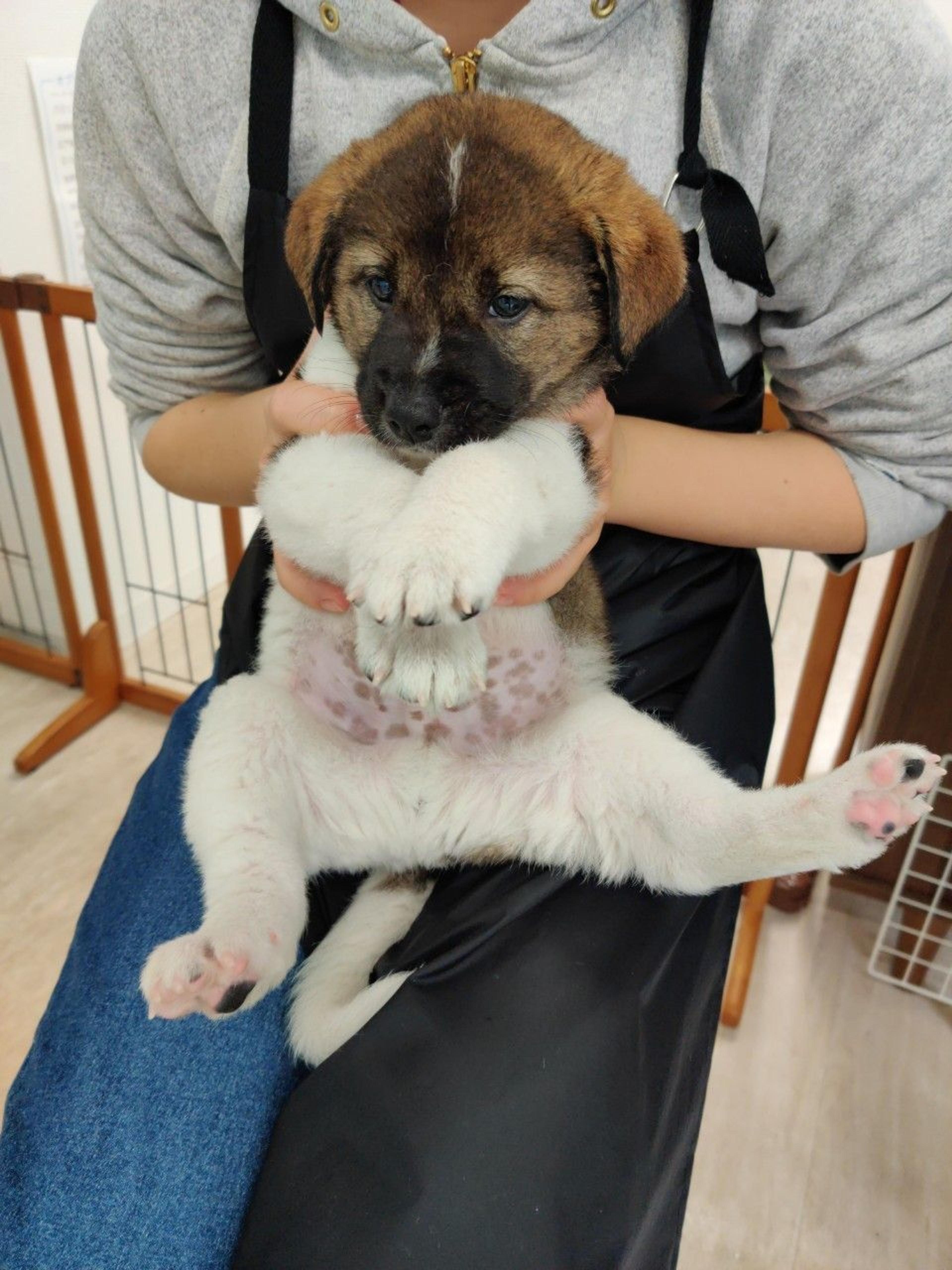 pet-image-4