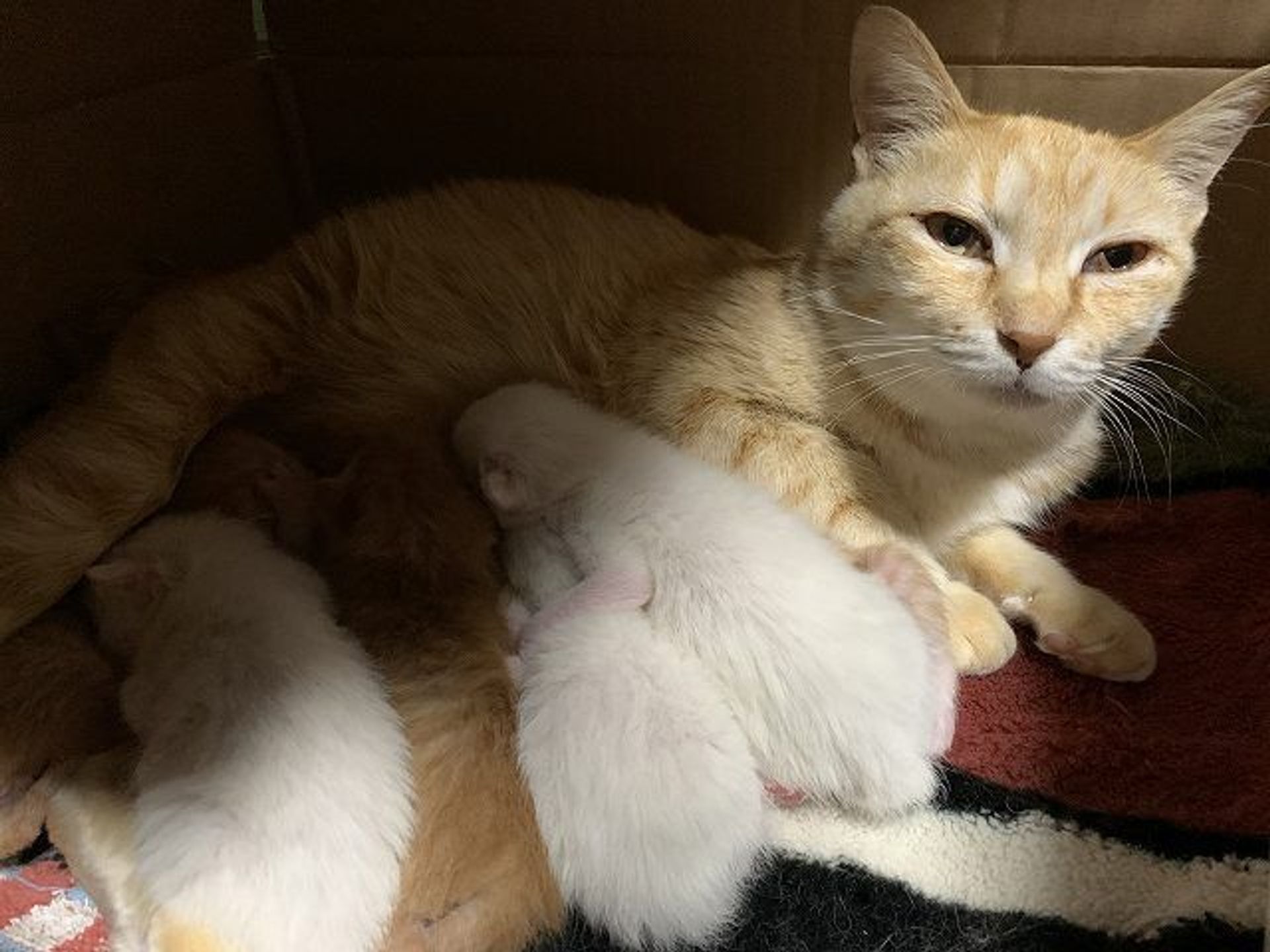 雑種（ミックス猫）・メスの里親募集の写真