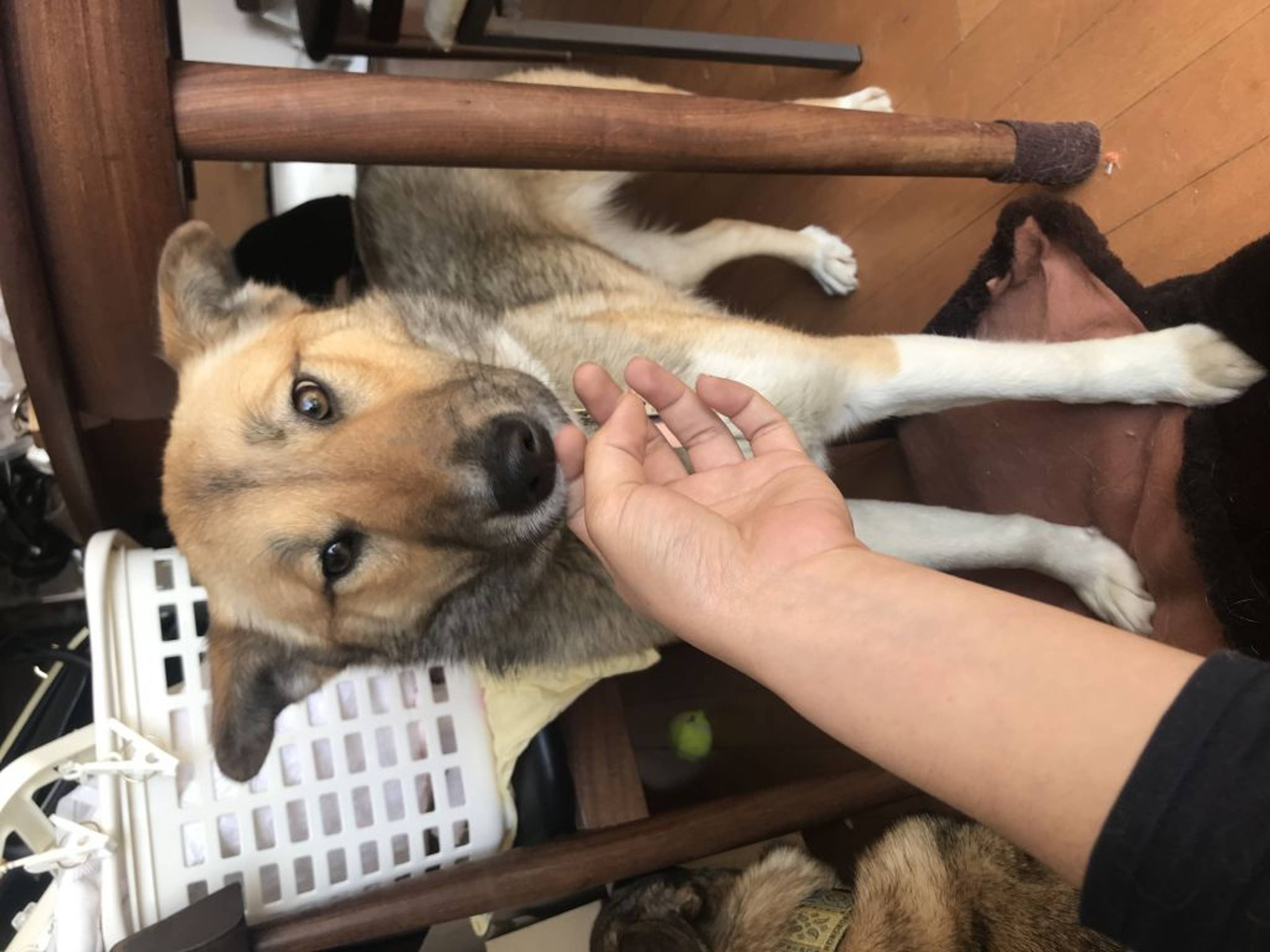 雑種（ミックス犬）・メスの里親募集の写真