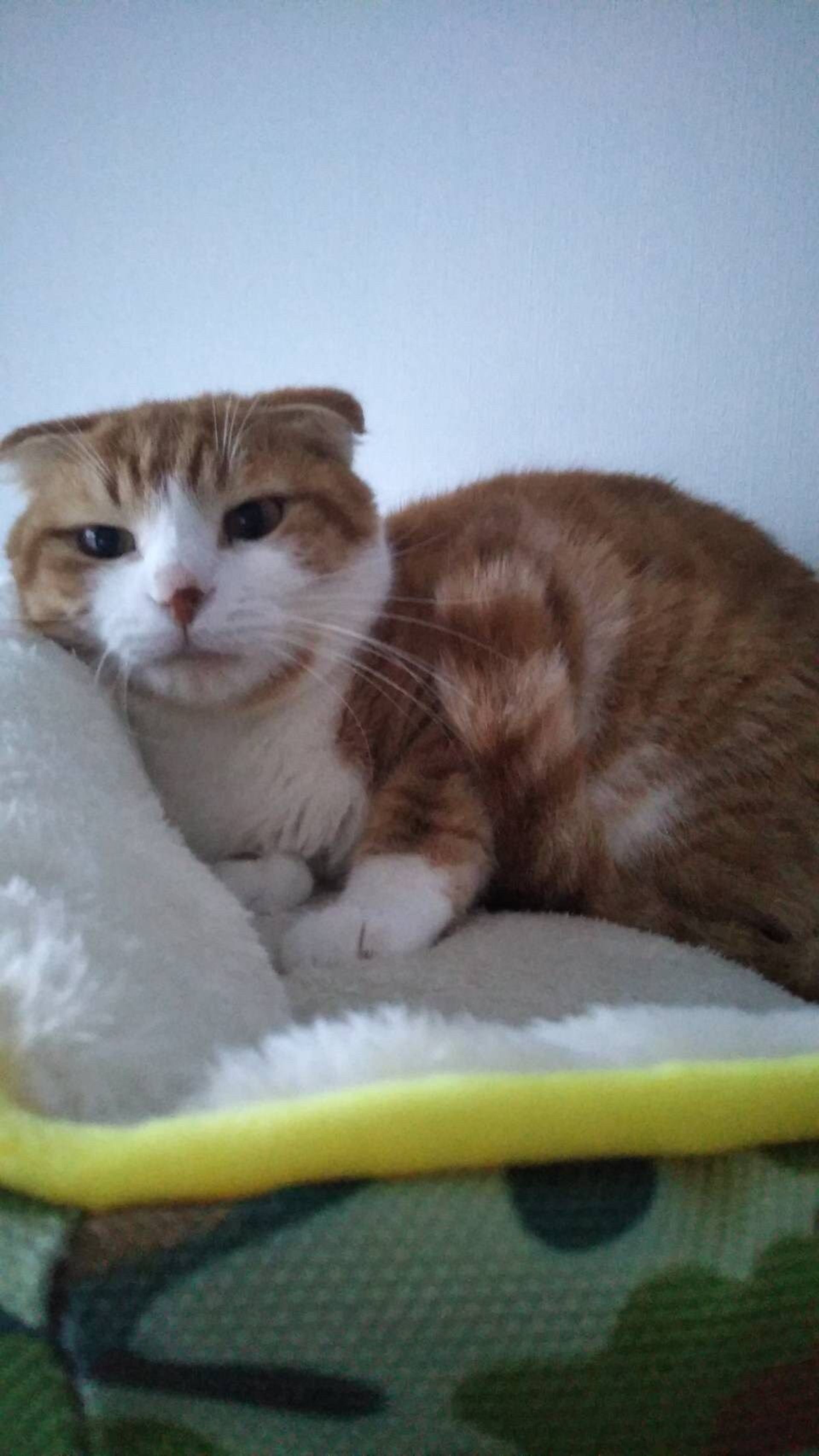 雑種（ミックス猫）・オスの里親募集の写真