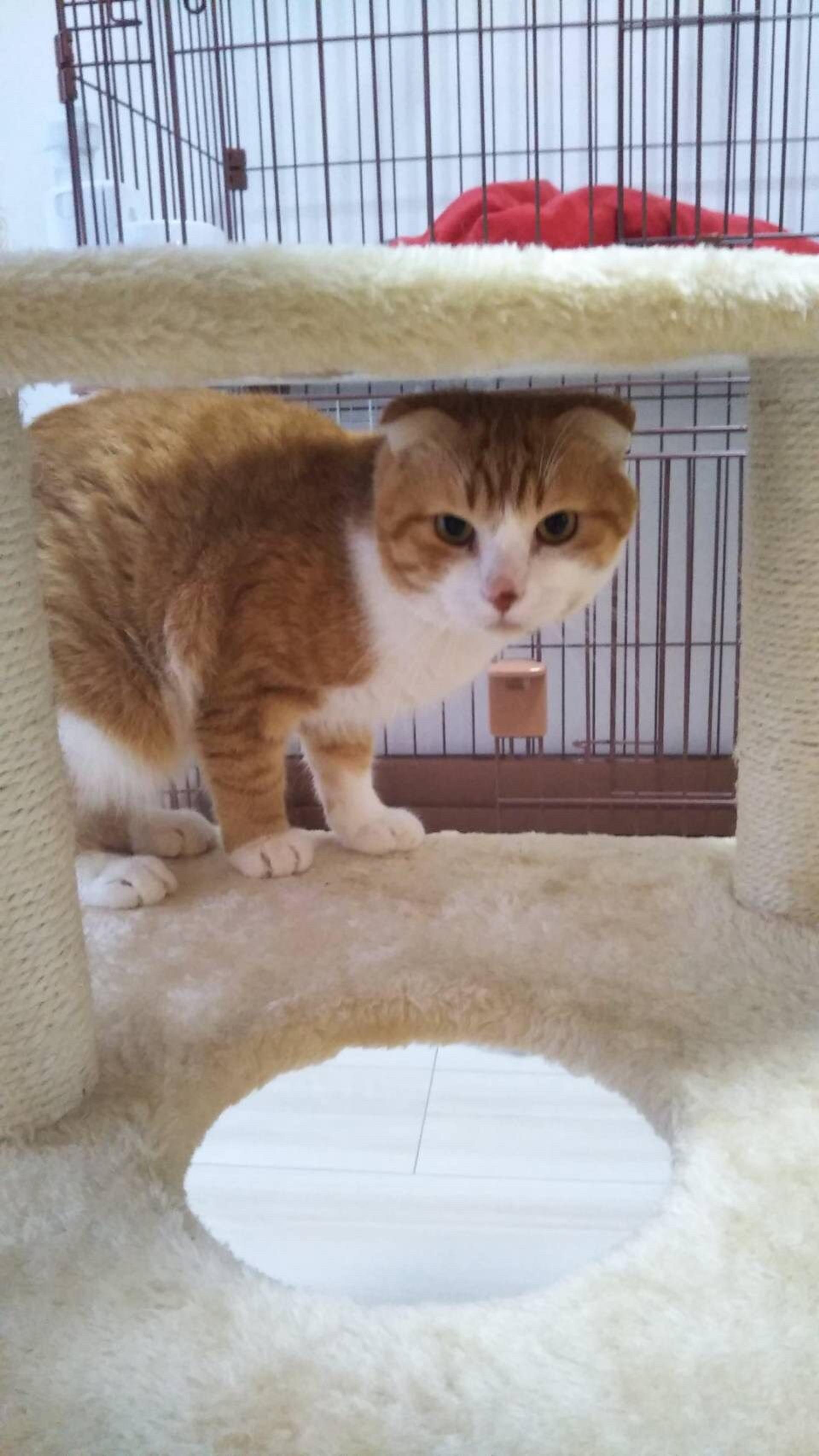pet-image-2