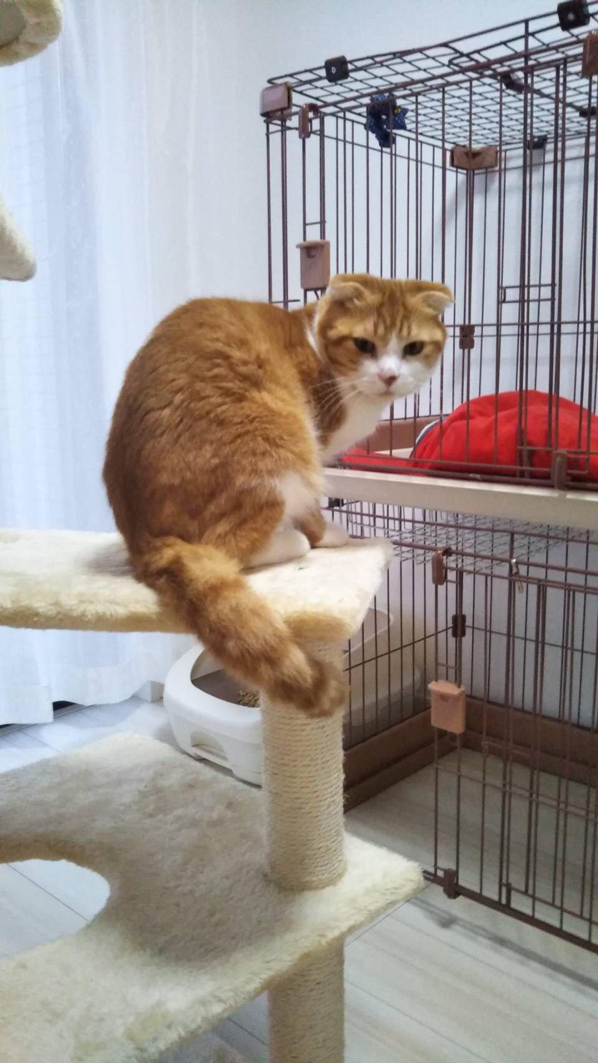 pet-image-3