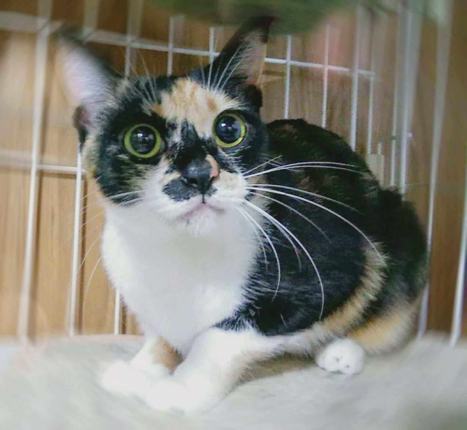 雑種（ミックス猫）・メスの里親募集の写真