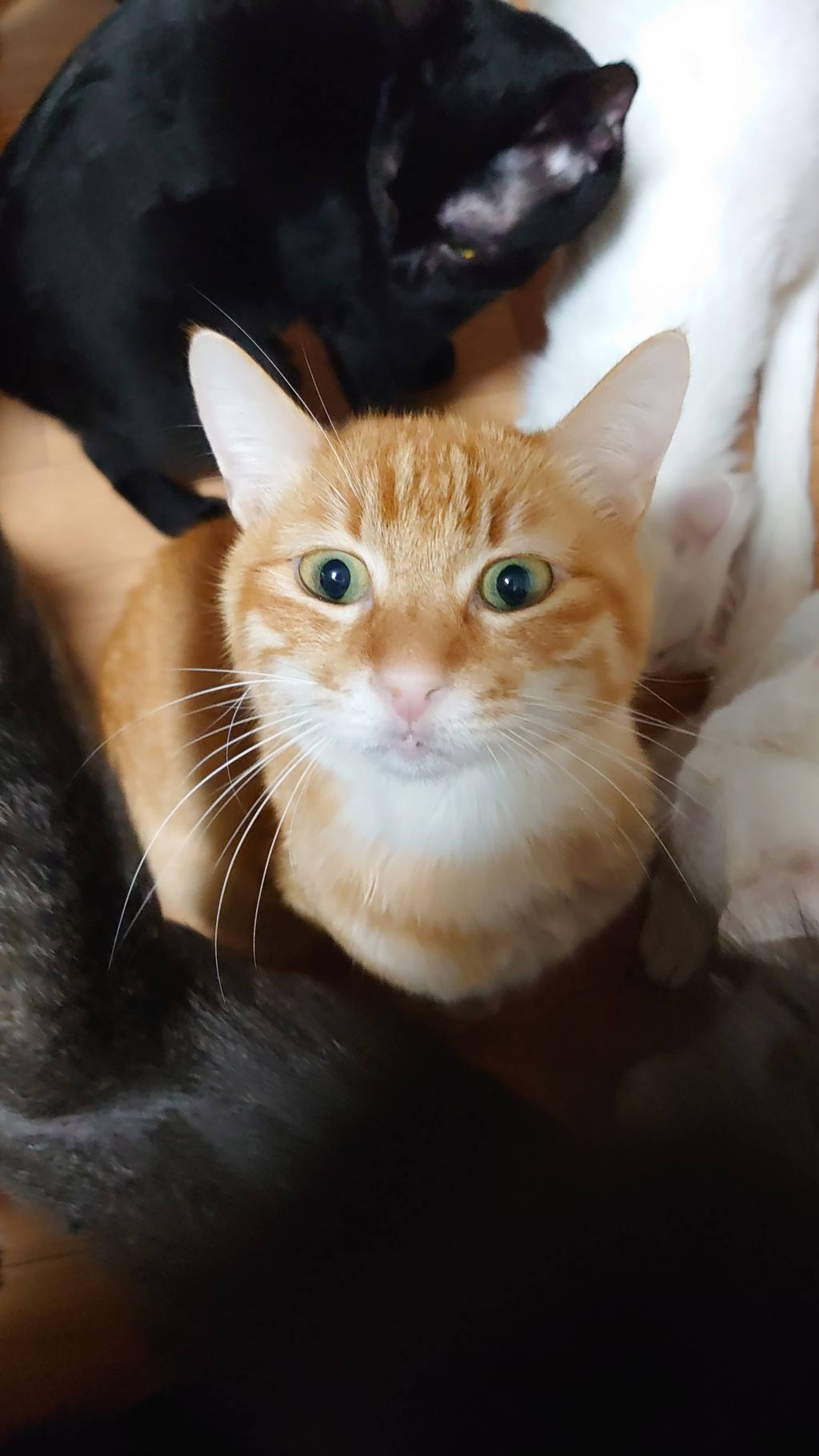 雑種（ミックス猫）・オスの里親募集の写真