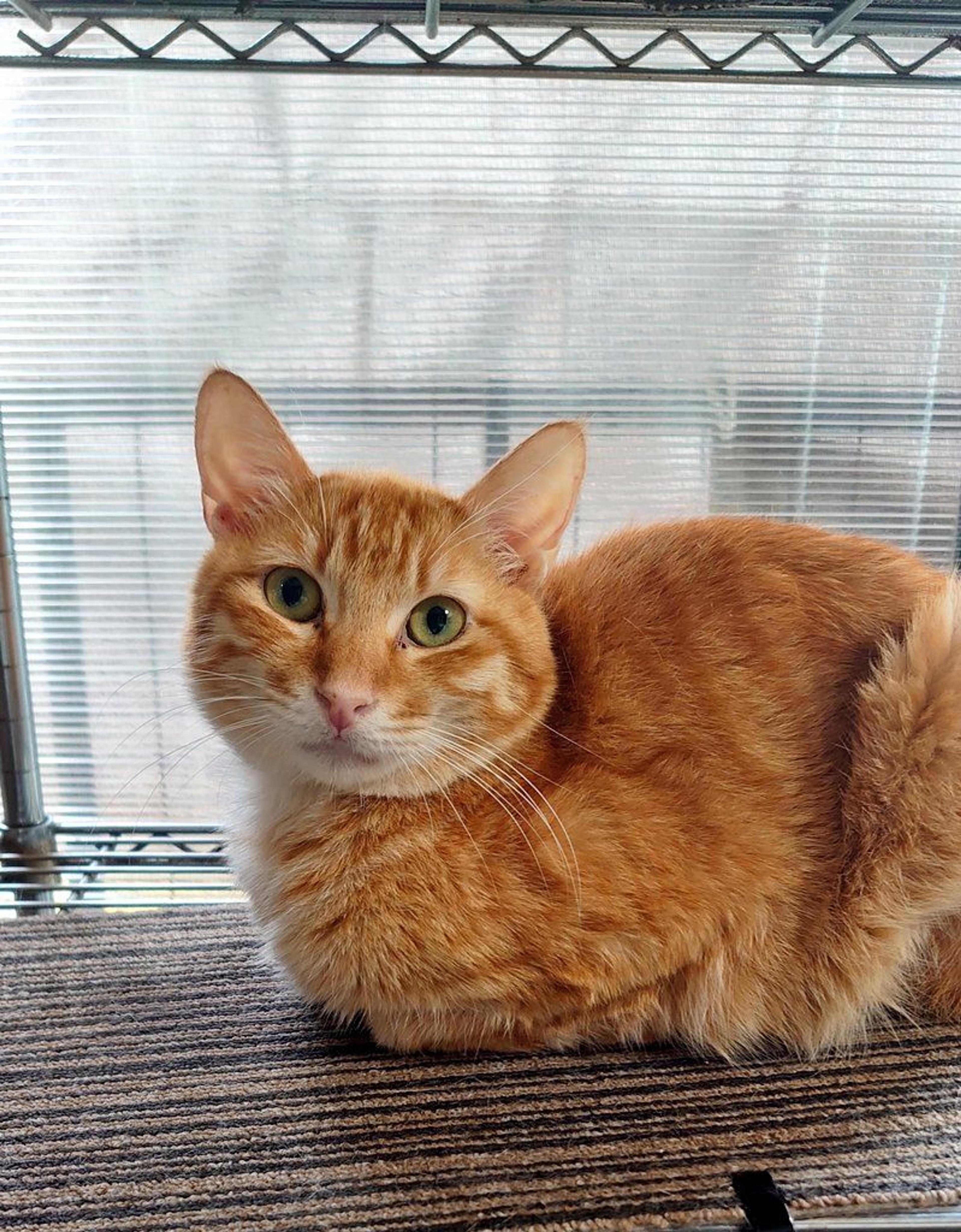 pet-image-2