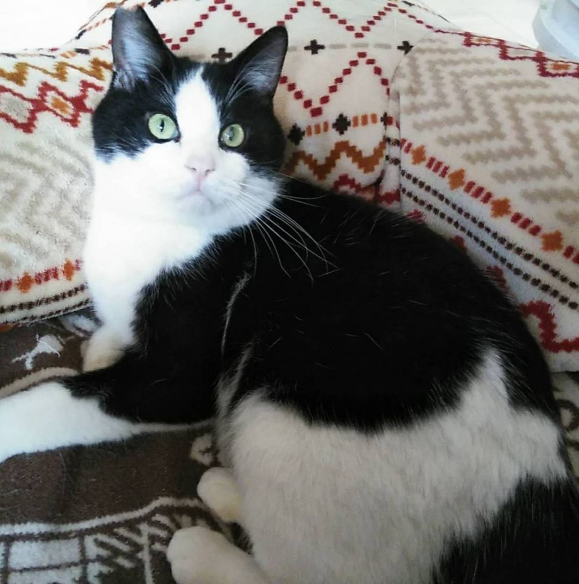 雑種（ミックス猫）・オスの里親募集の写真