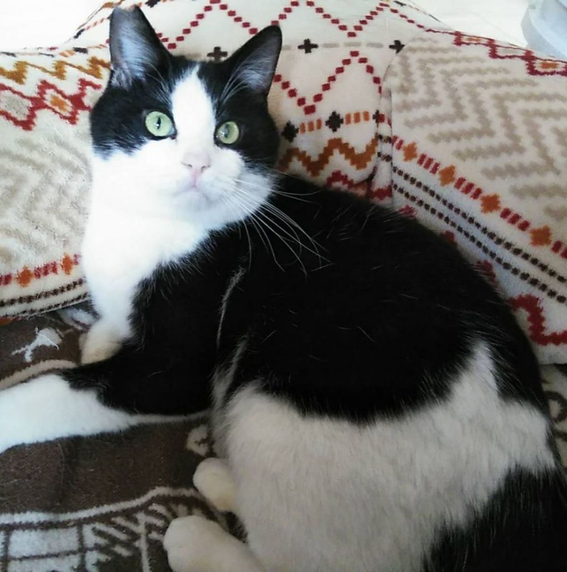 雑種（ミックス猫）・オスの里親募集の写真