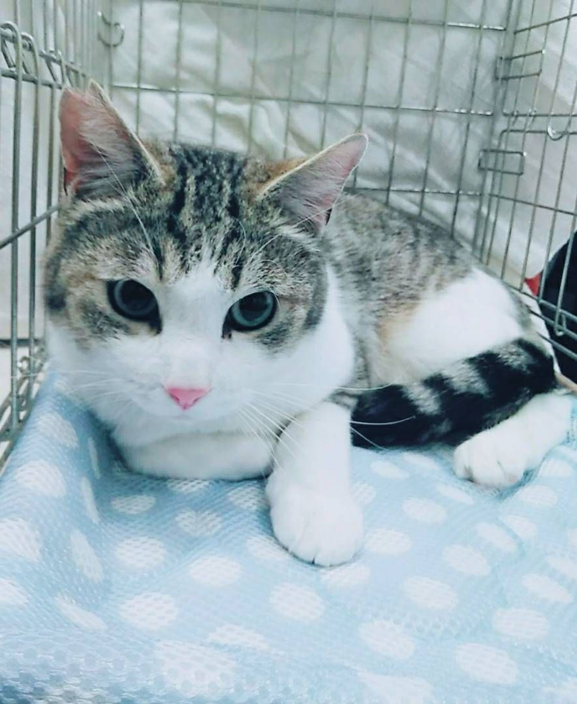 雑種（ミックス猫）・オスの里親募集の写真