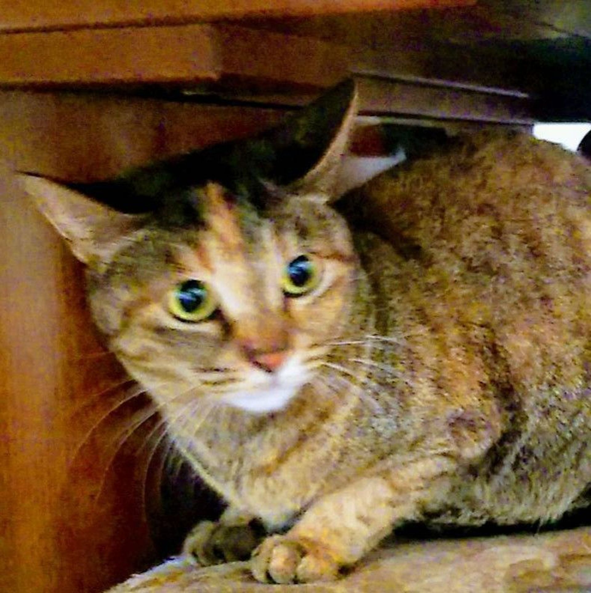 雑種（ミックス猫）・メスの里親募集の写真