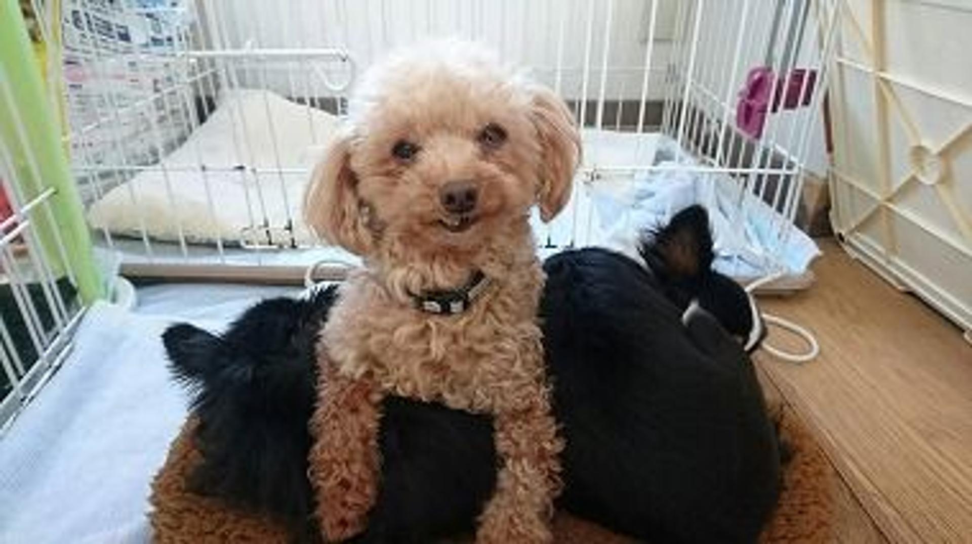 pet-image-2