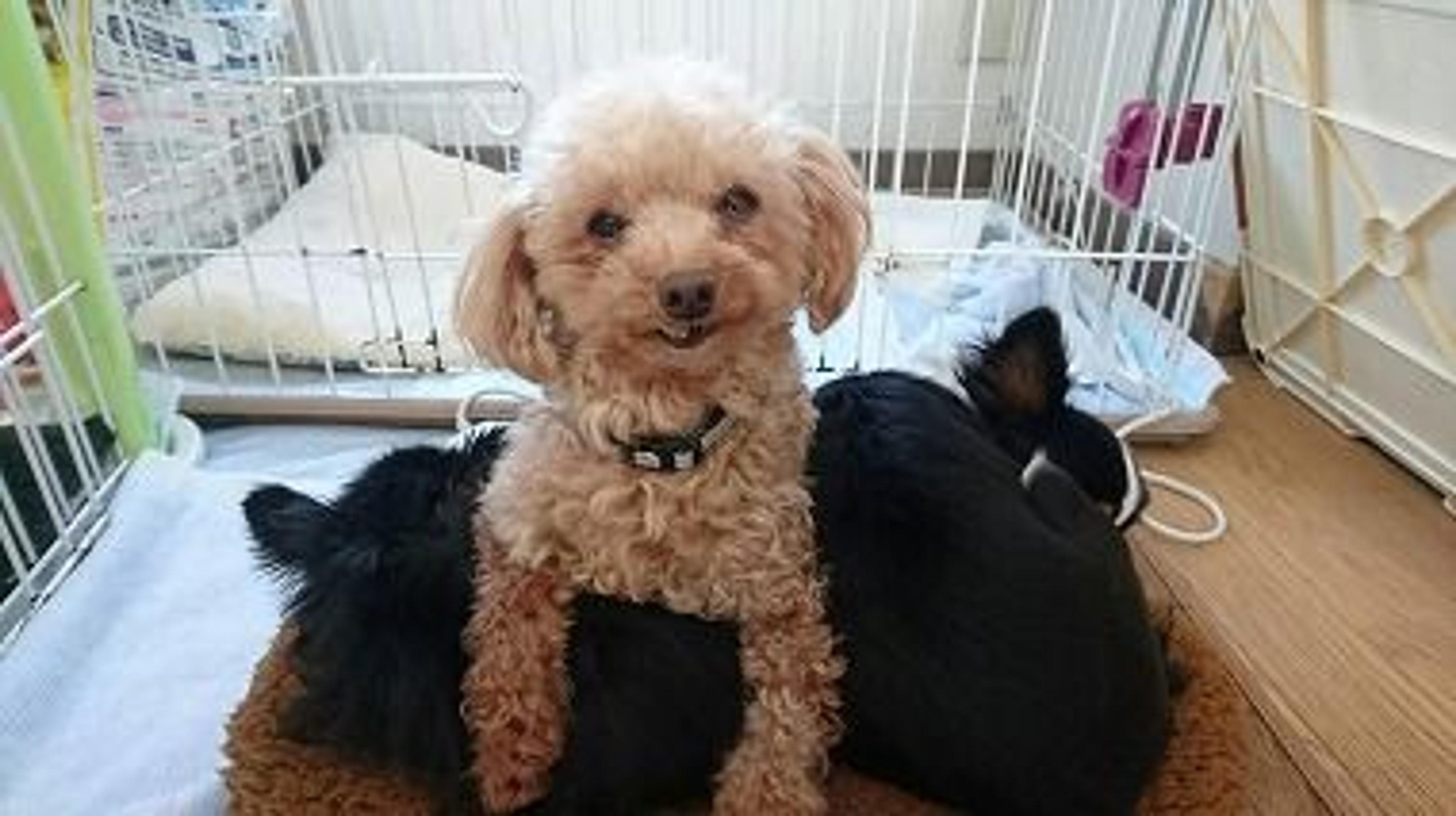 pet-image-2