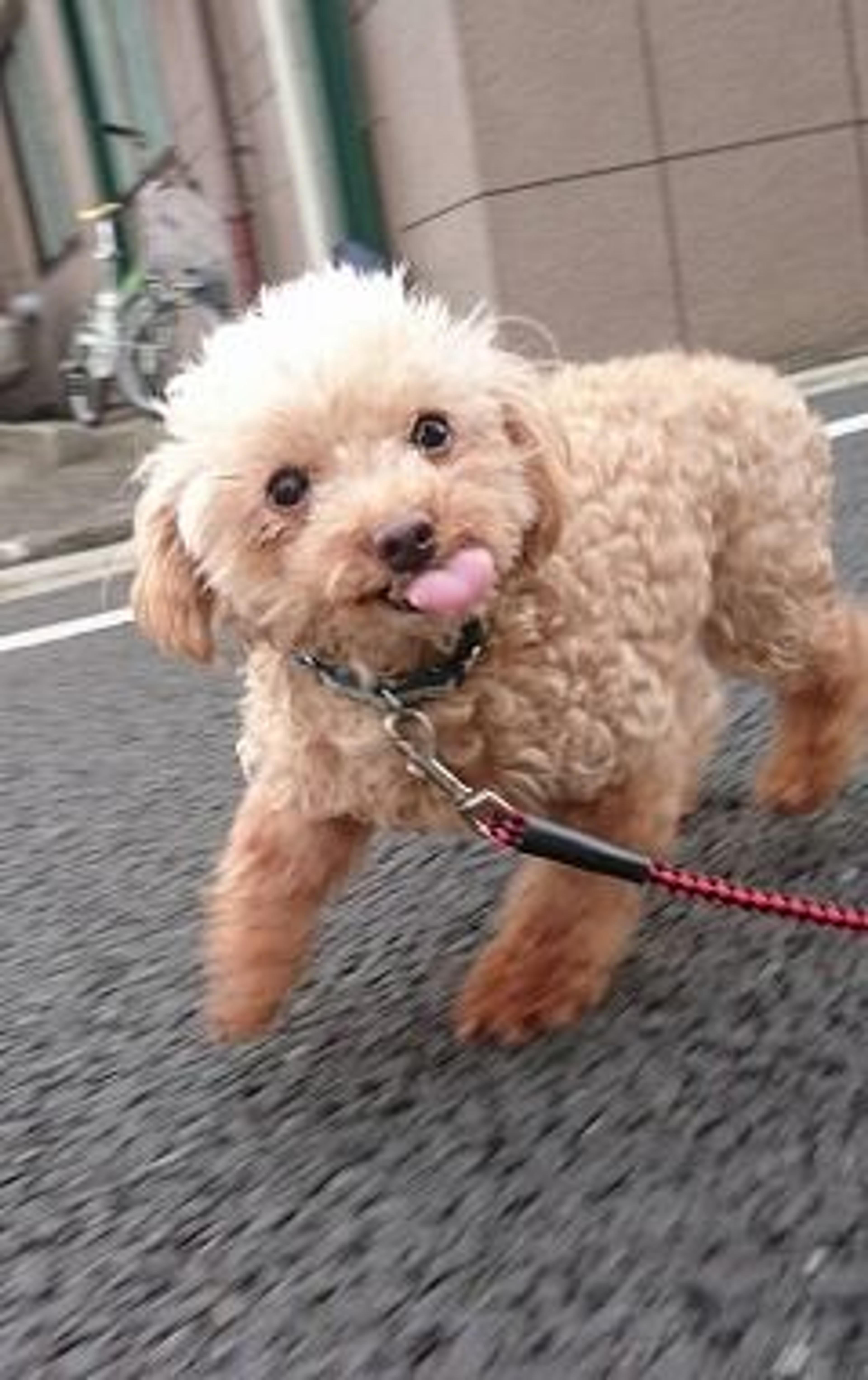 pet-image-3
