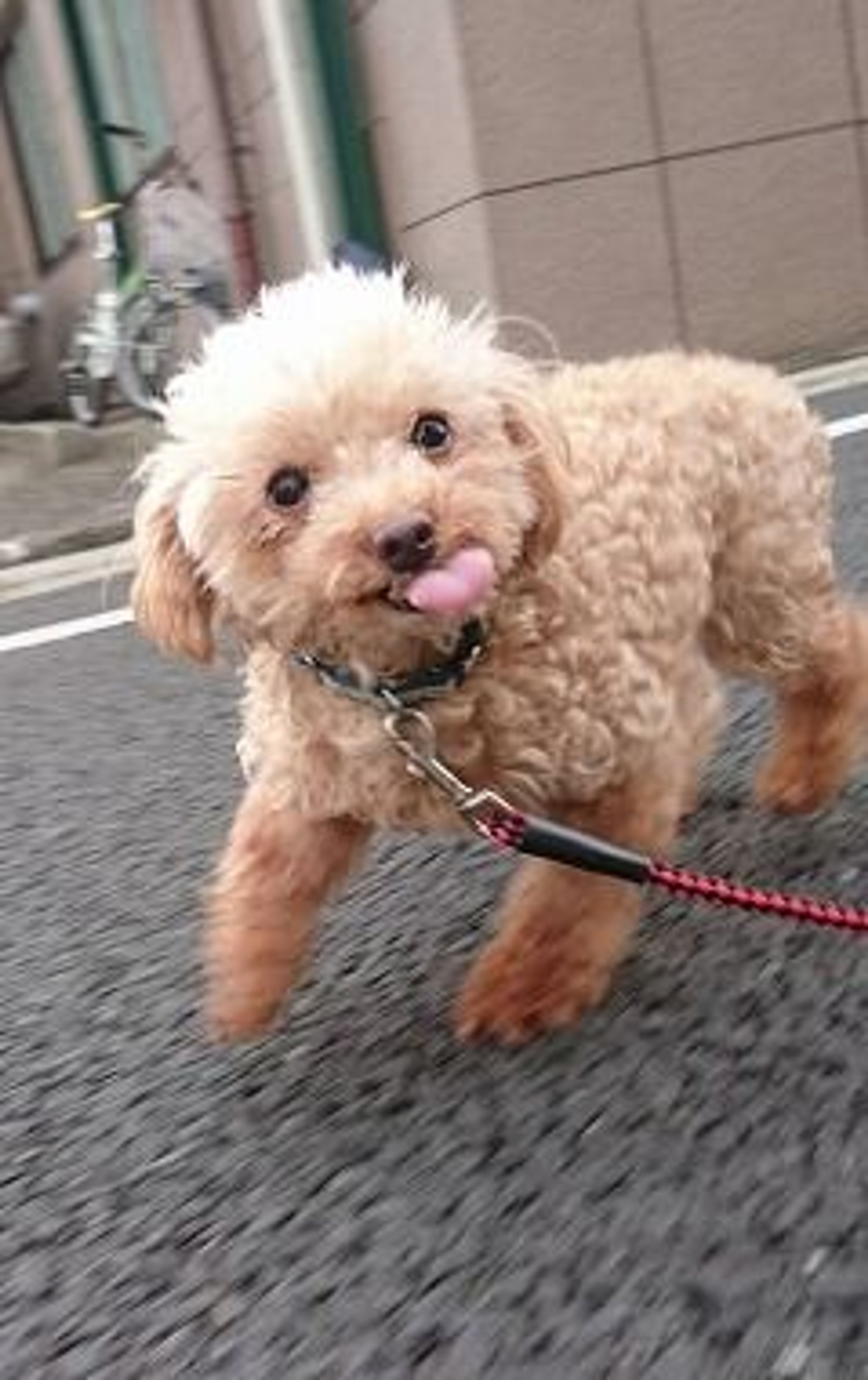 pet-image-3