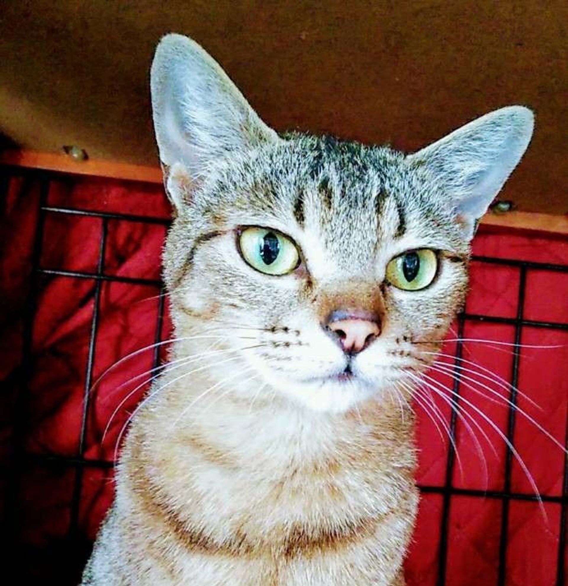 雑種（ミックス猫）・メスの里親募集の写真