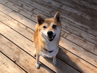 こまめの写真