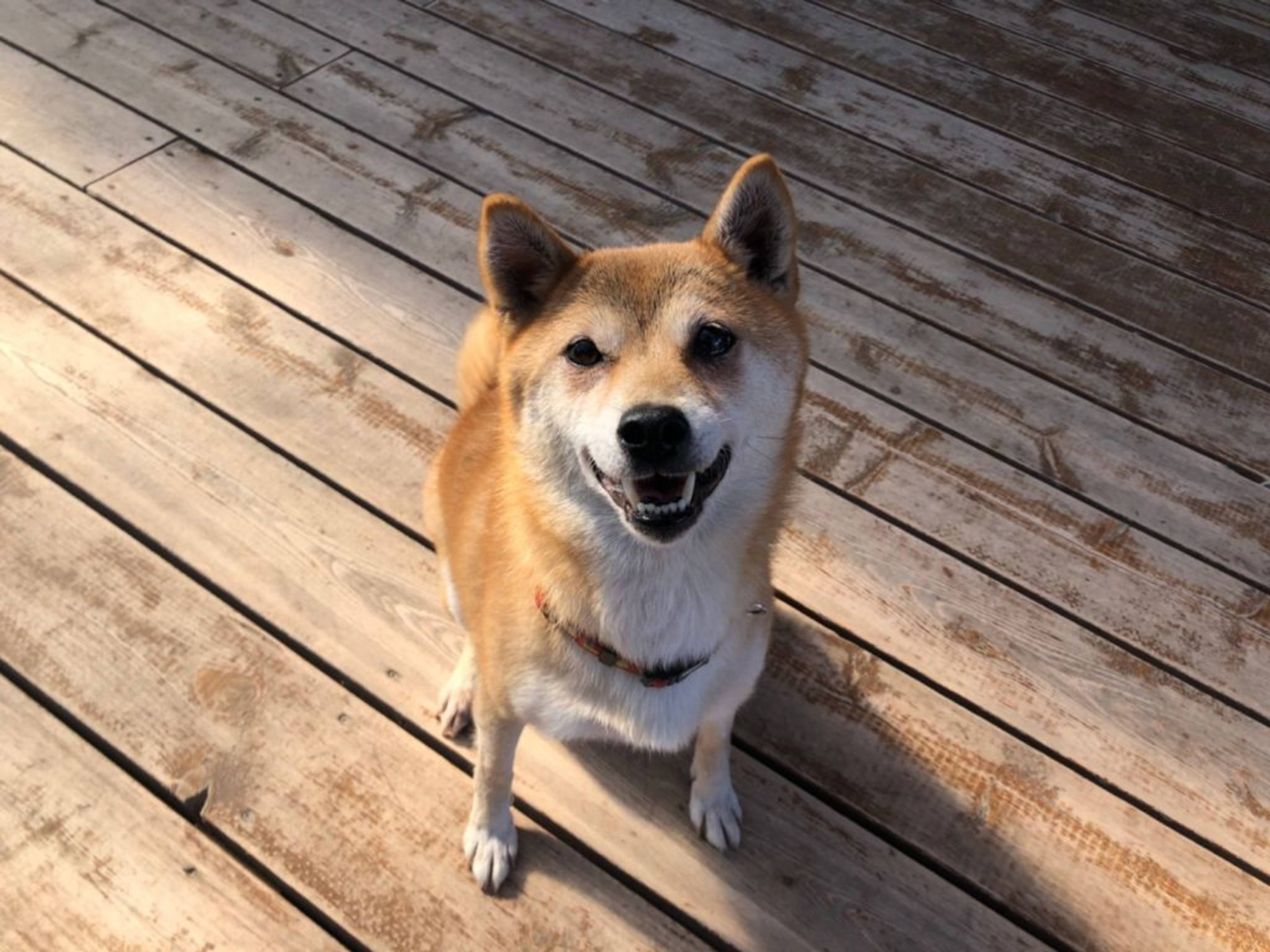 柴犬・メスの里親募集の写真