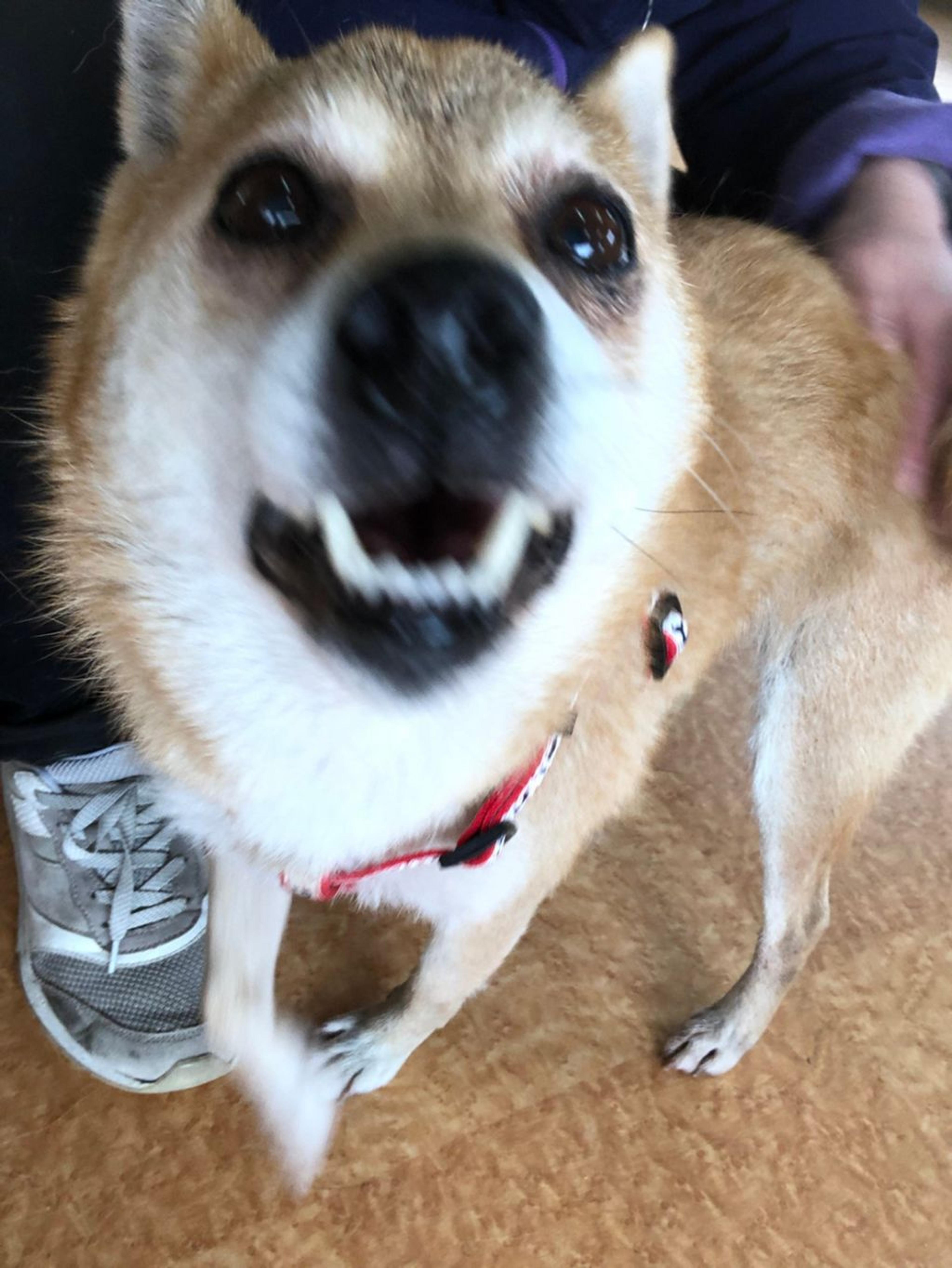 pet-image-7