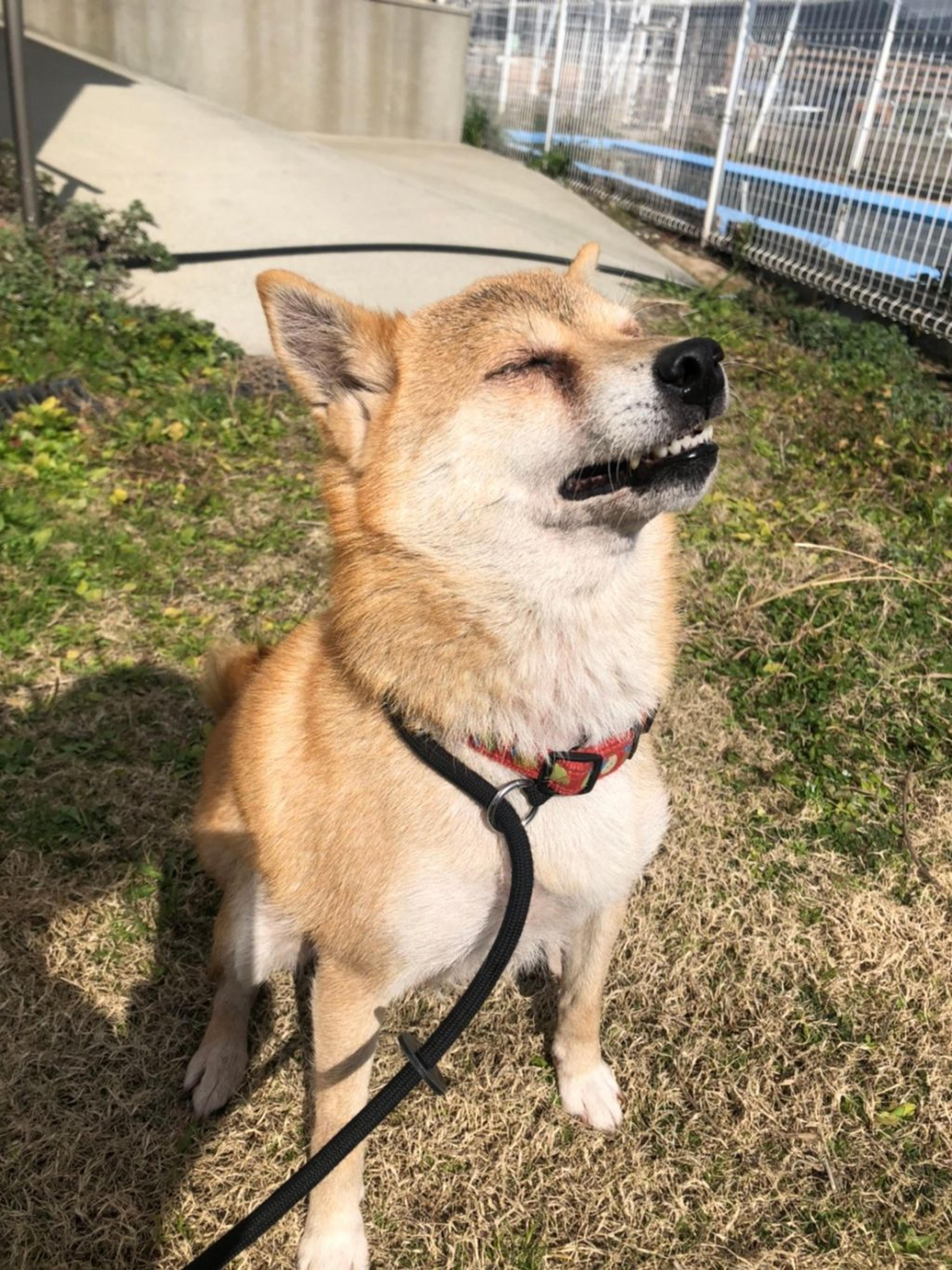 pet-image-8