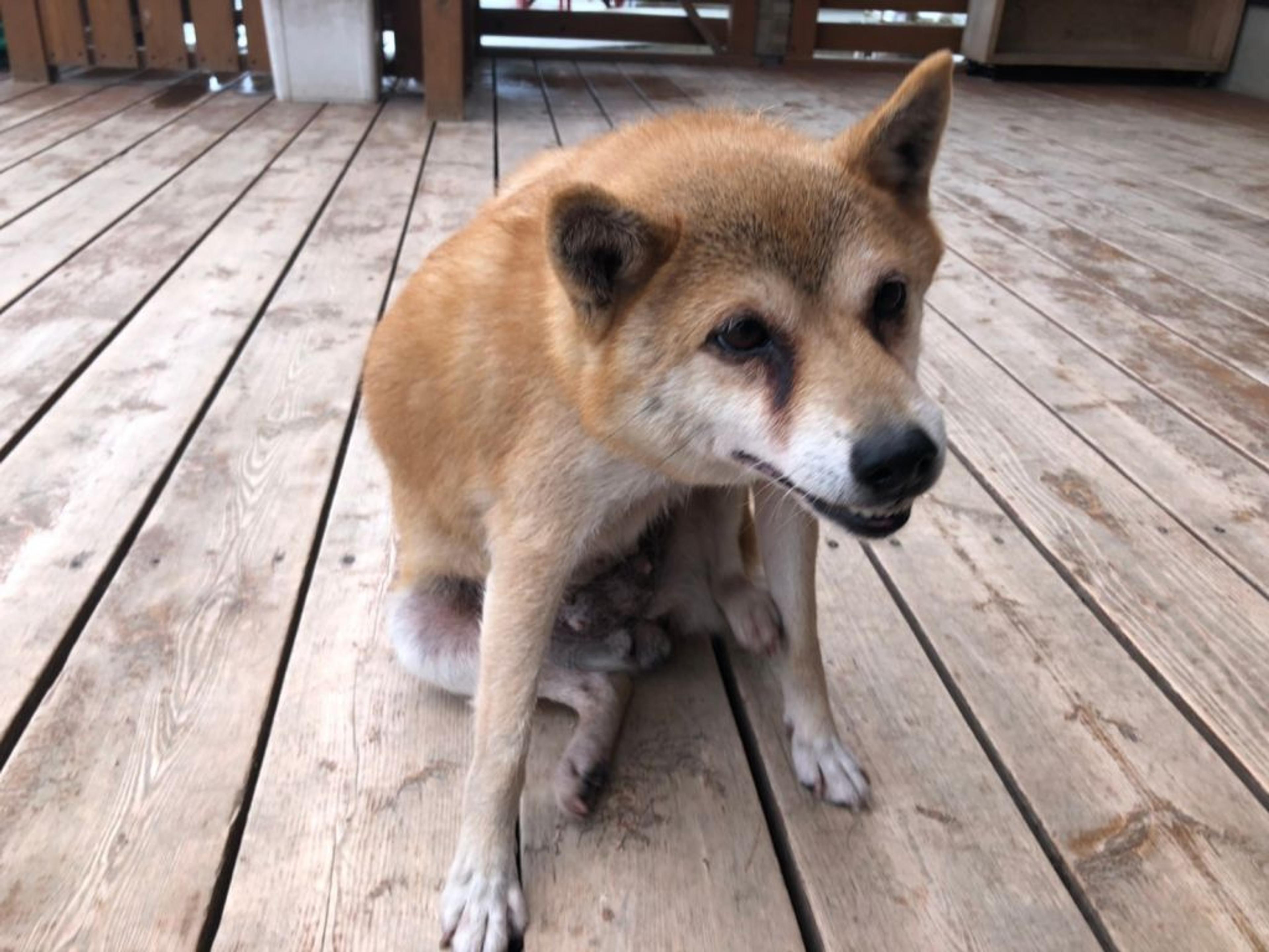 pet-image-9