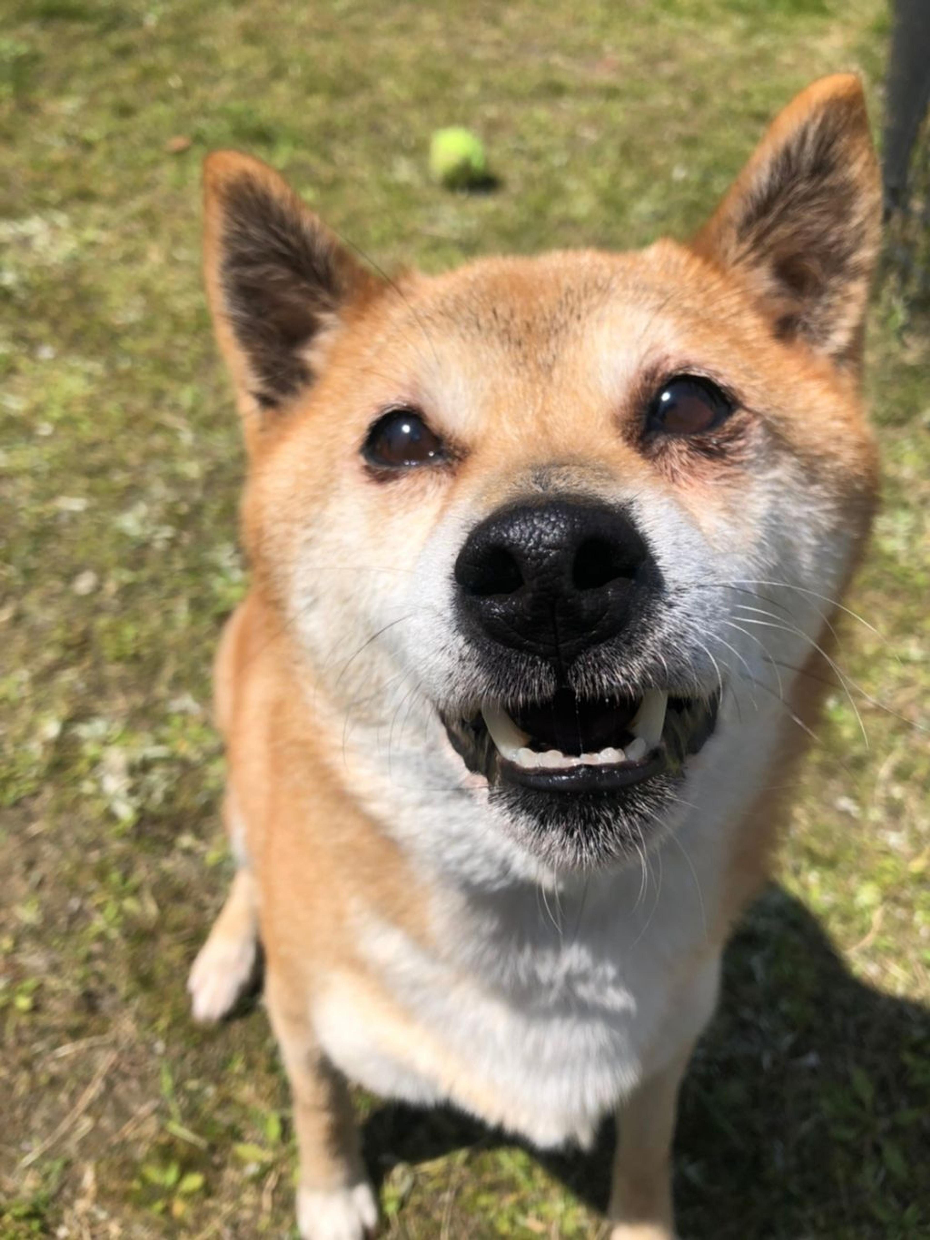 pet-image-3