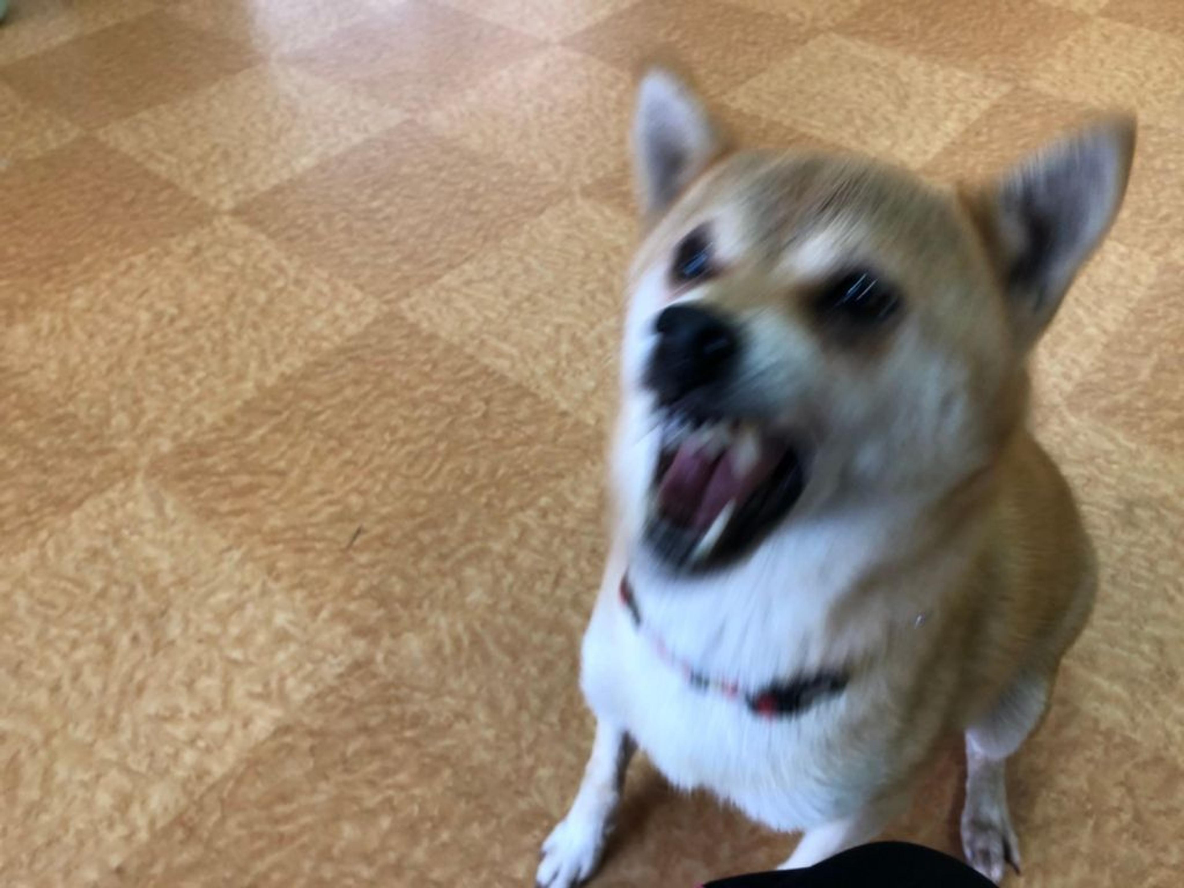 pet-image-4