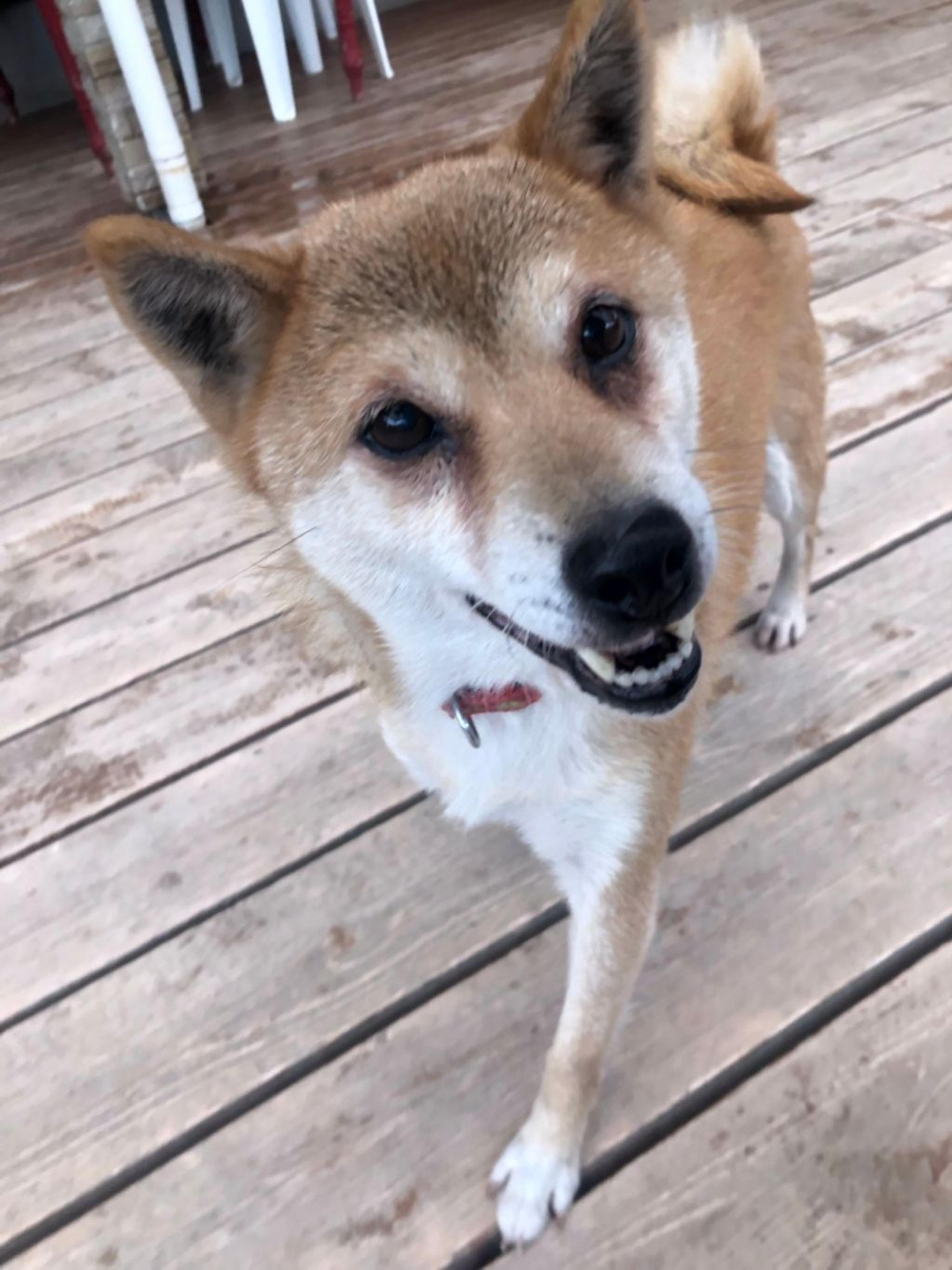 pet-image-5