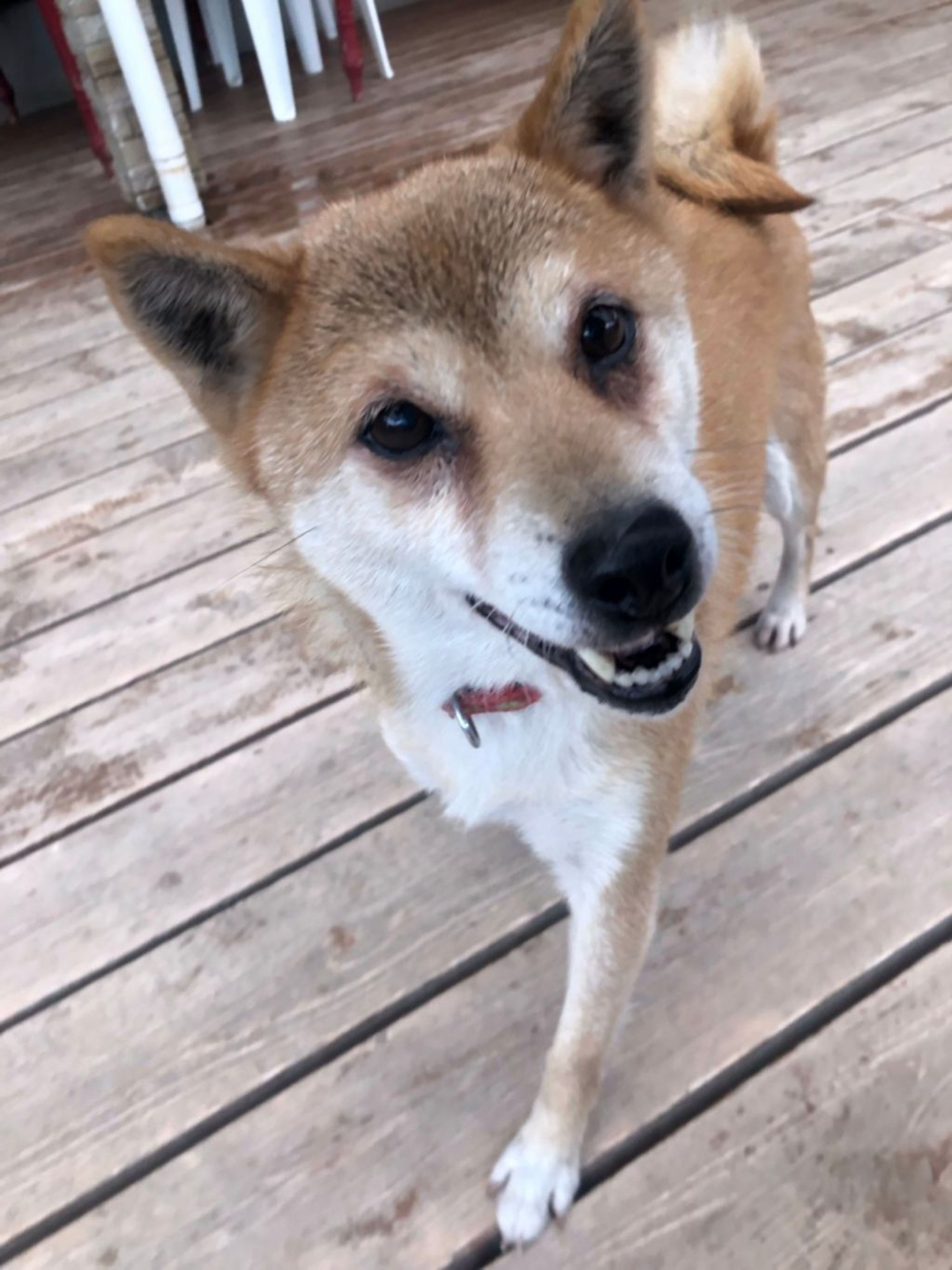 pet-image-5