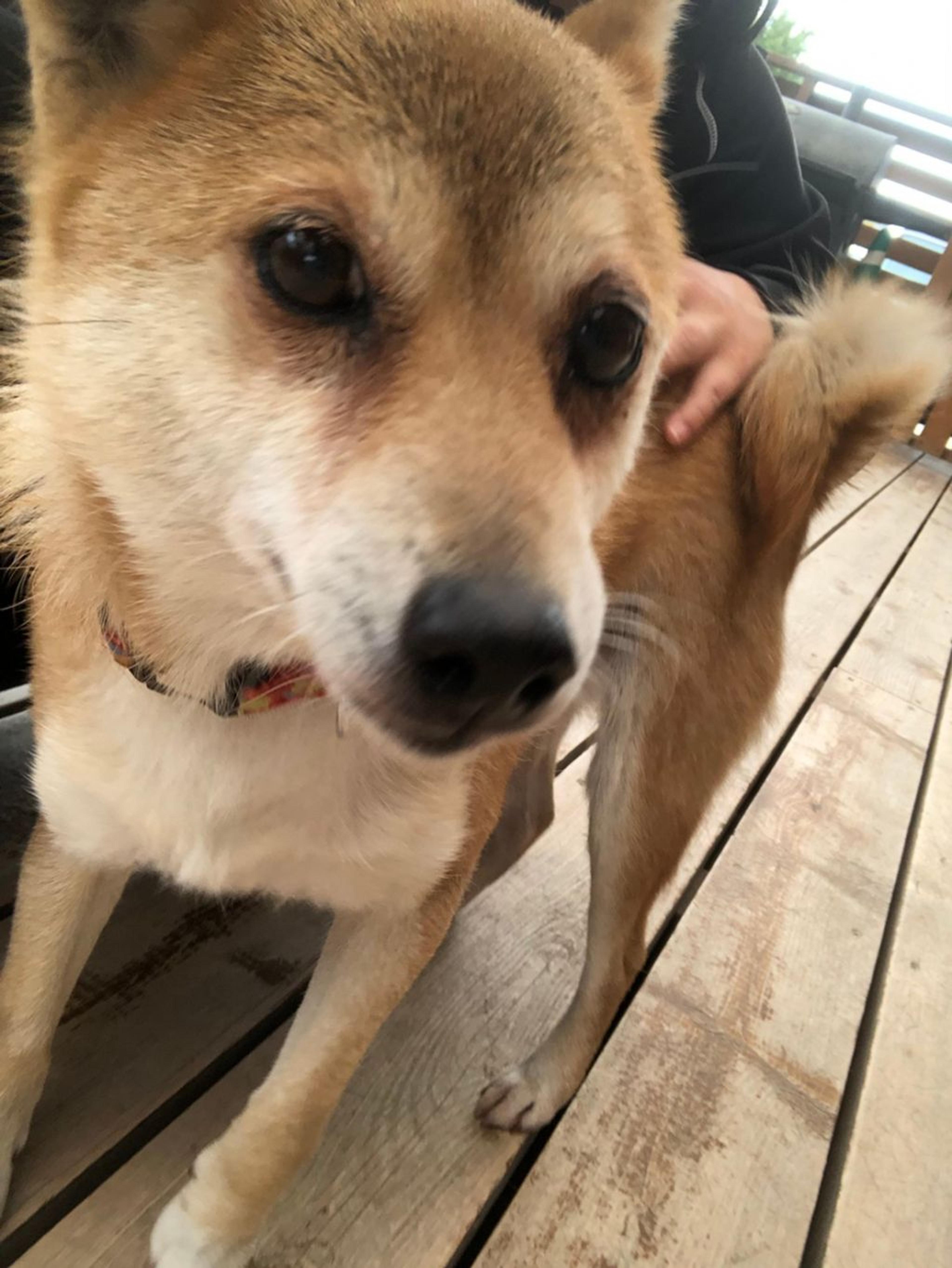 pet-image-6