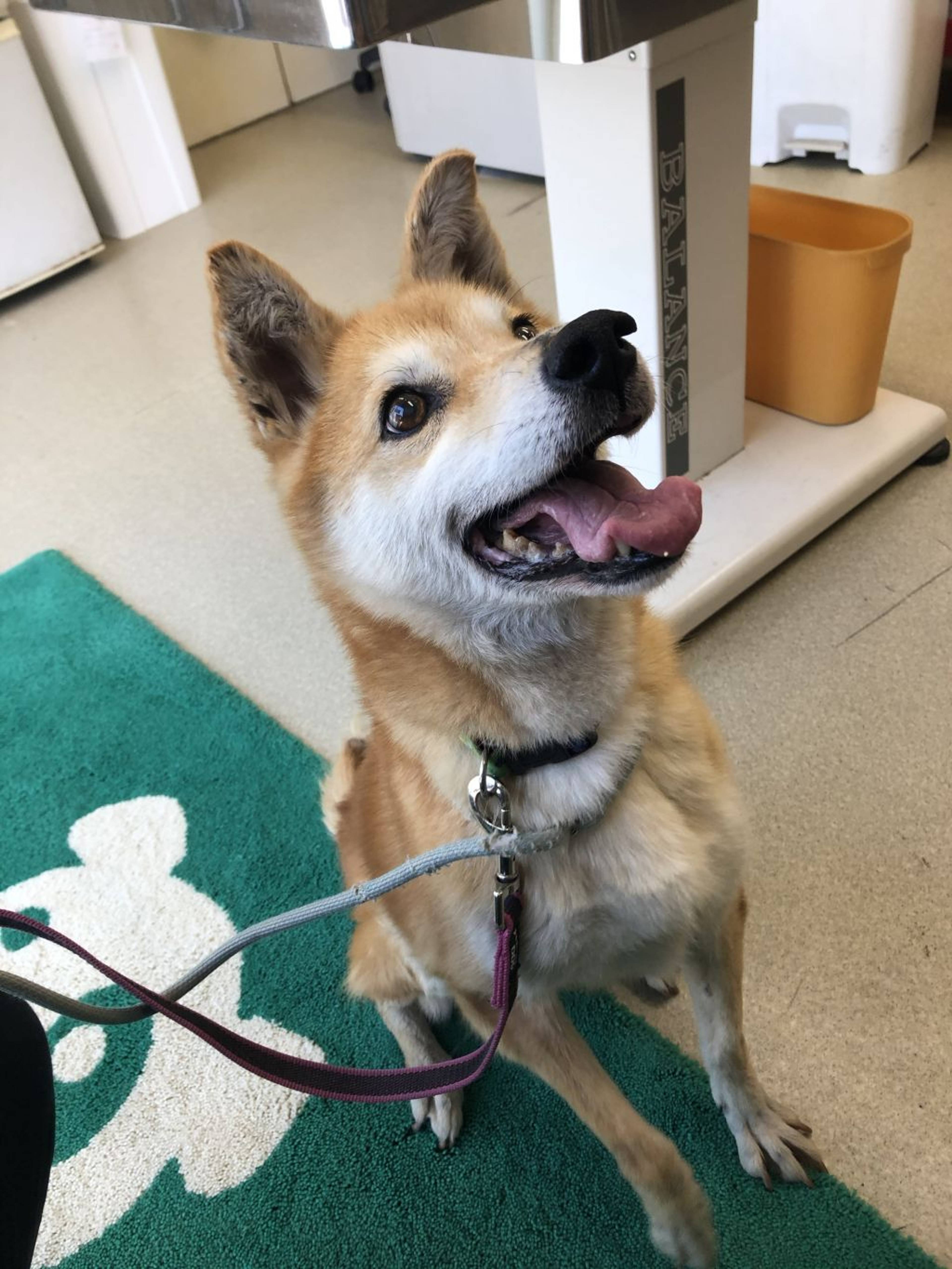 雑種（ミックス犬）・メスの里親募集の写真