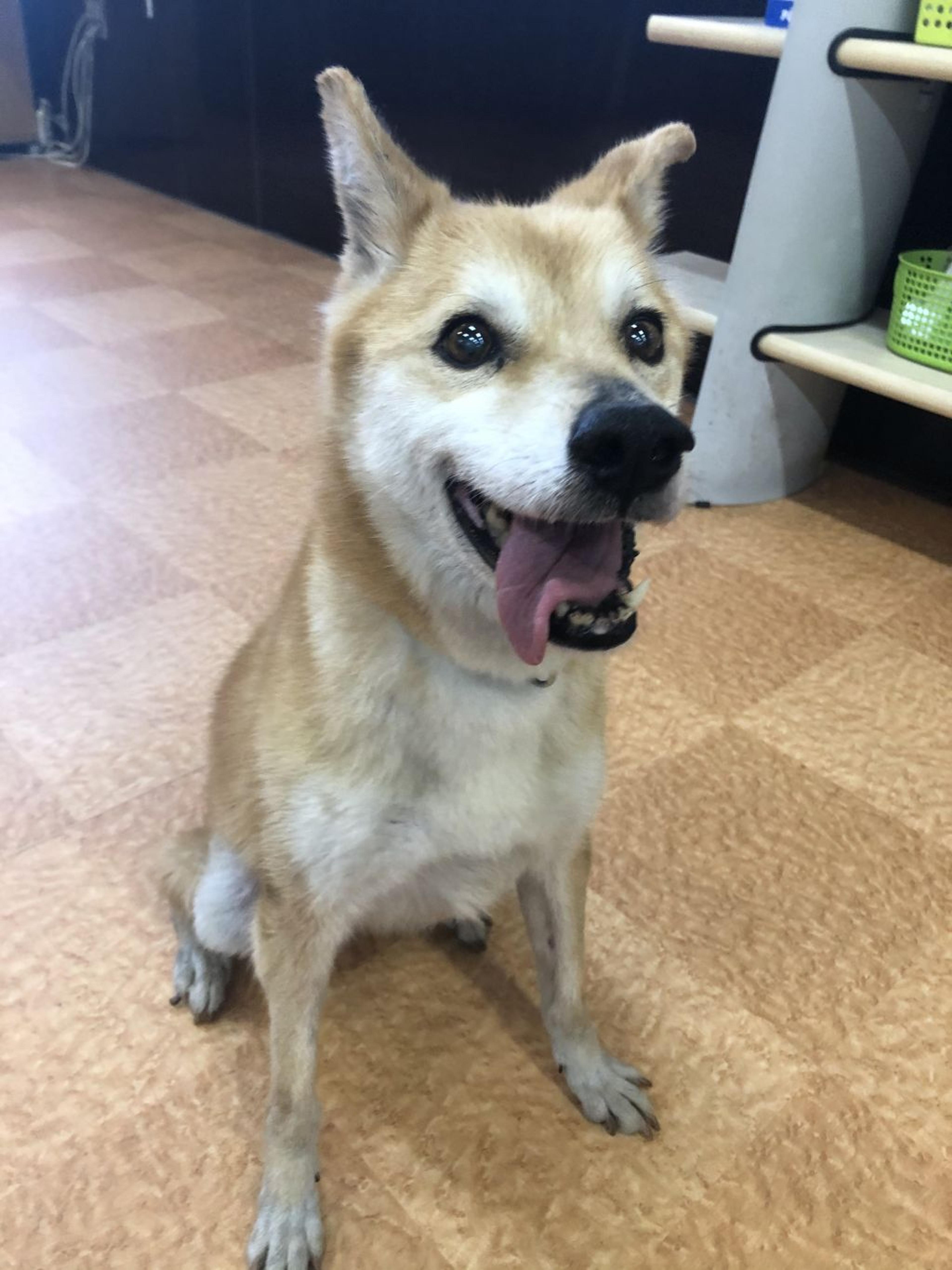pet-image-4
