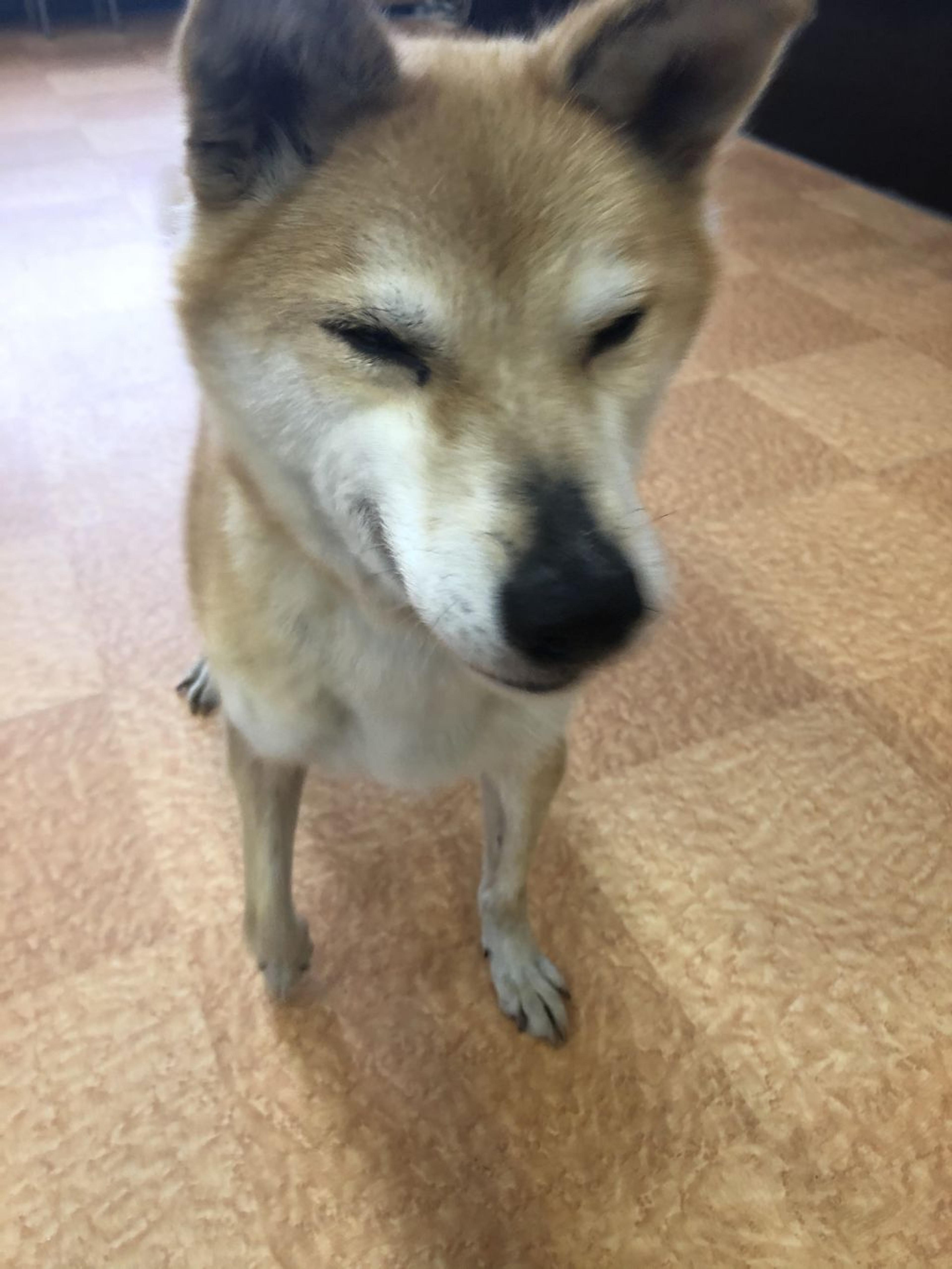 pet-image-7