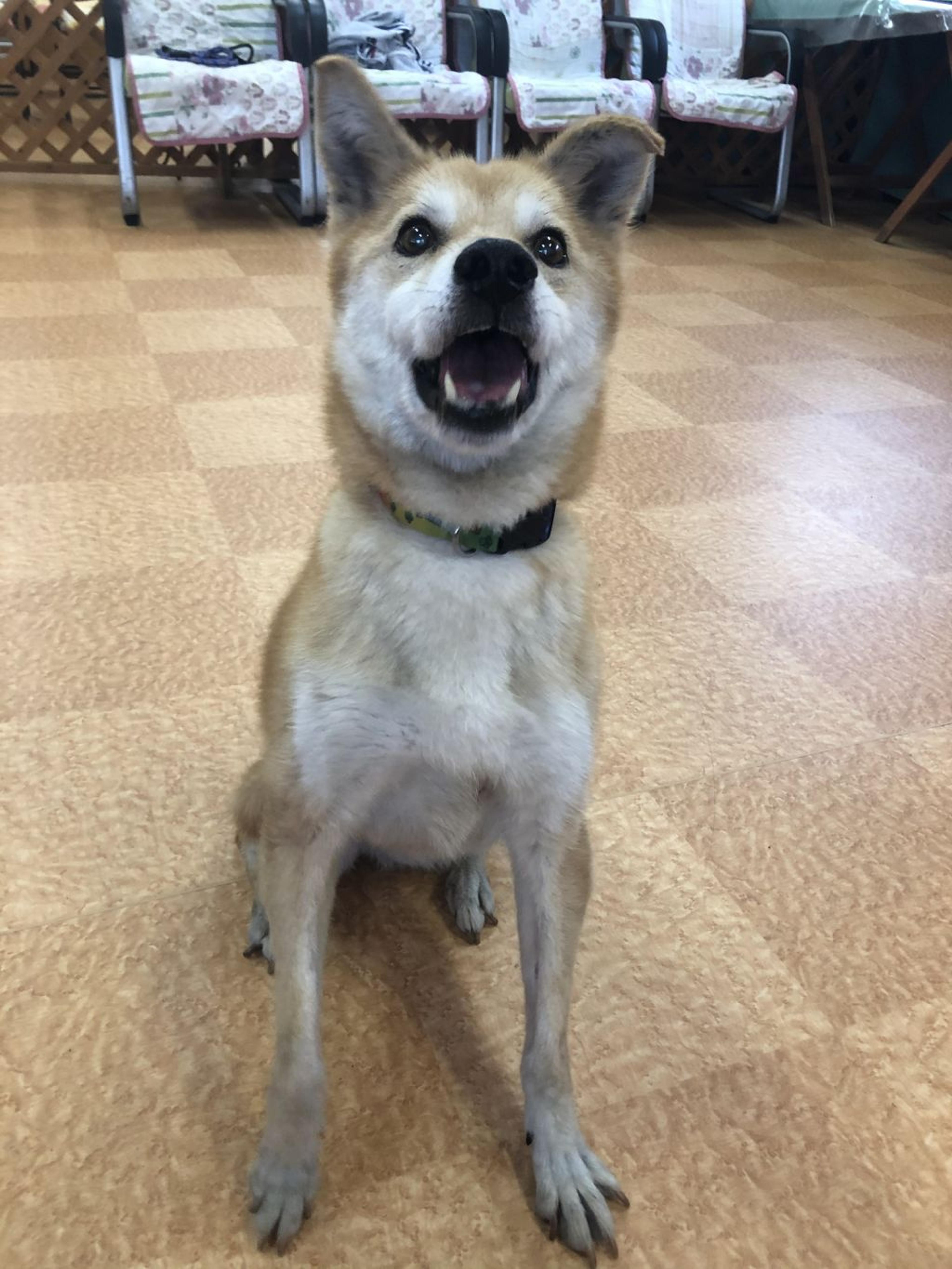 pet-image-8