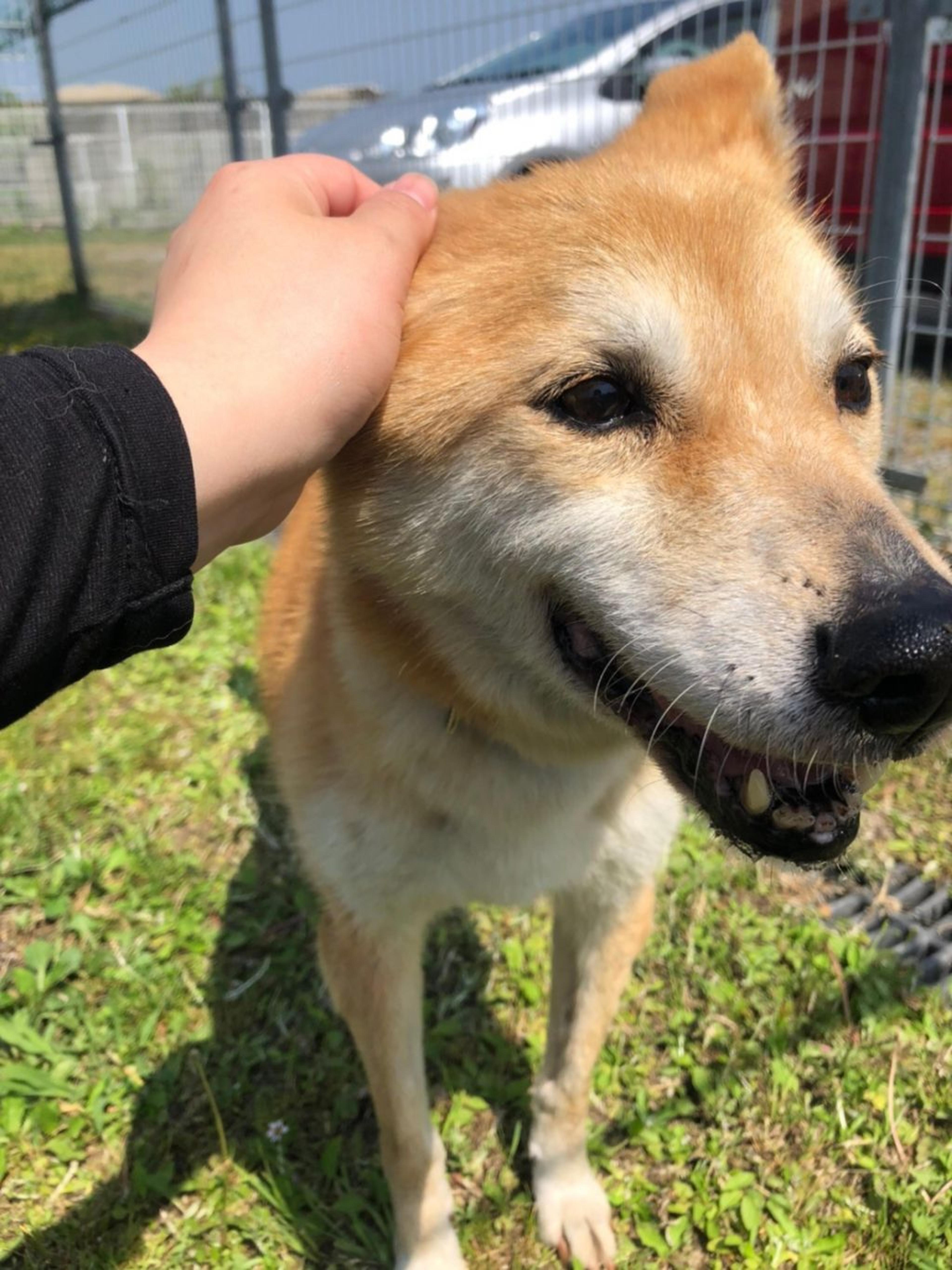 pet-image-2