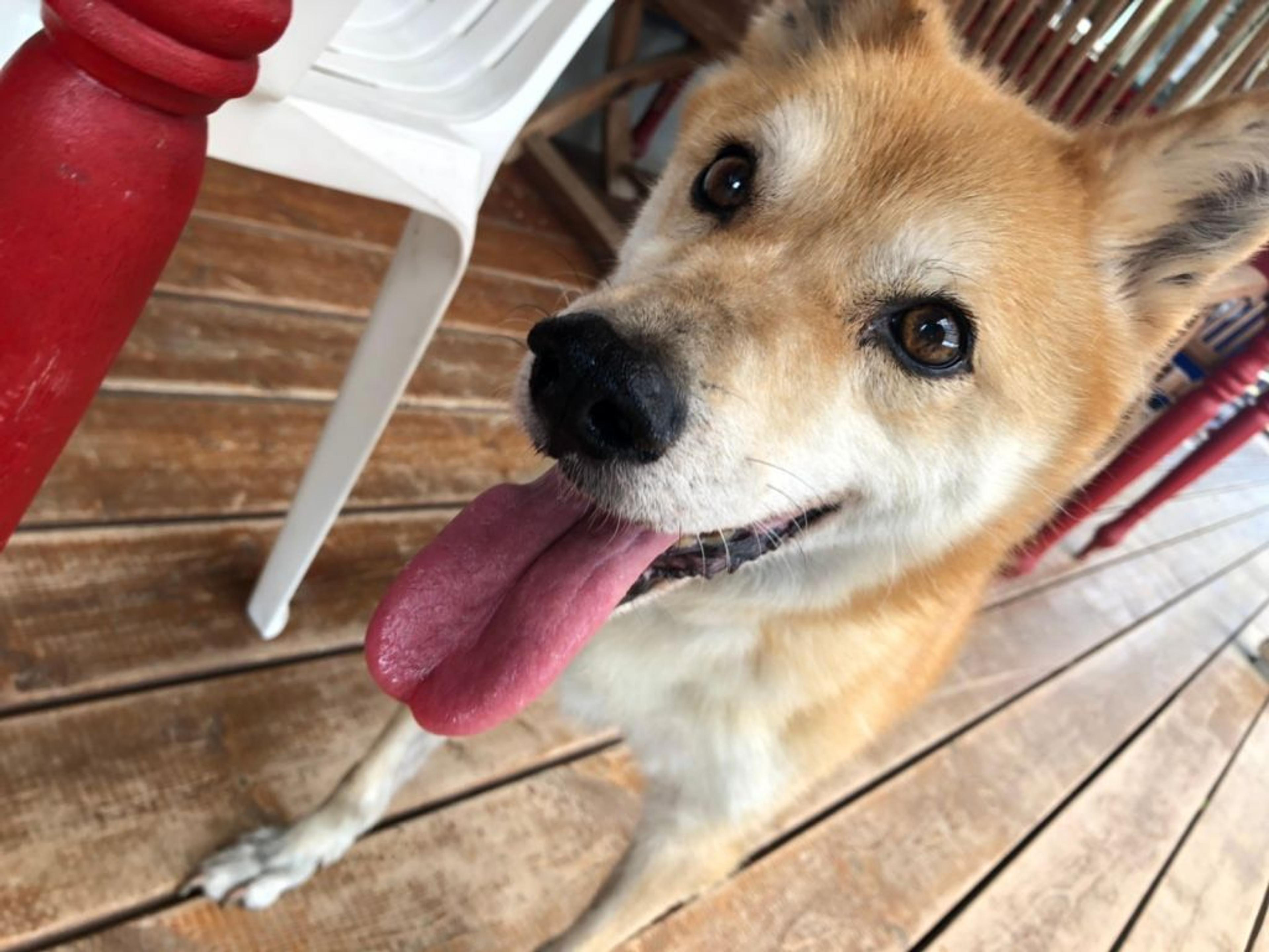 pet-image-3