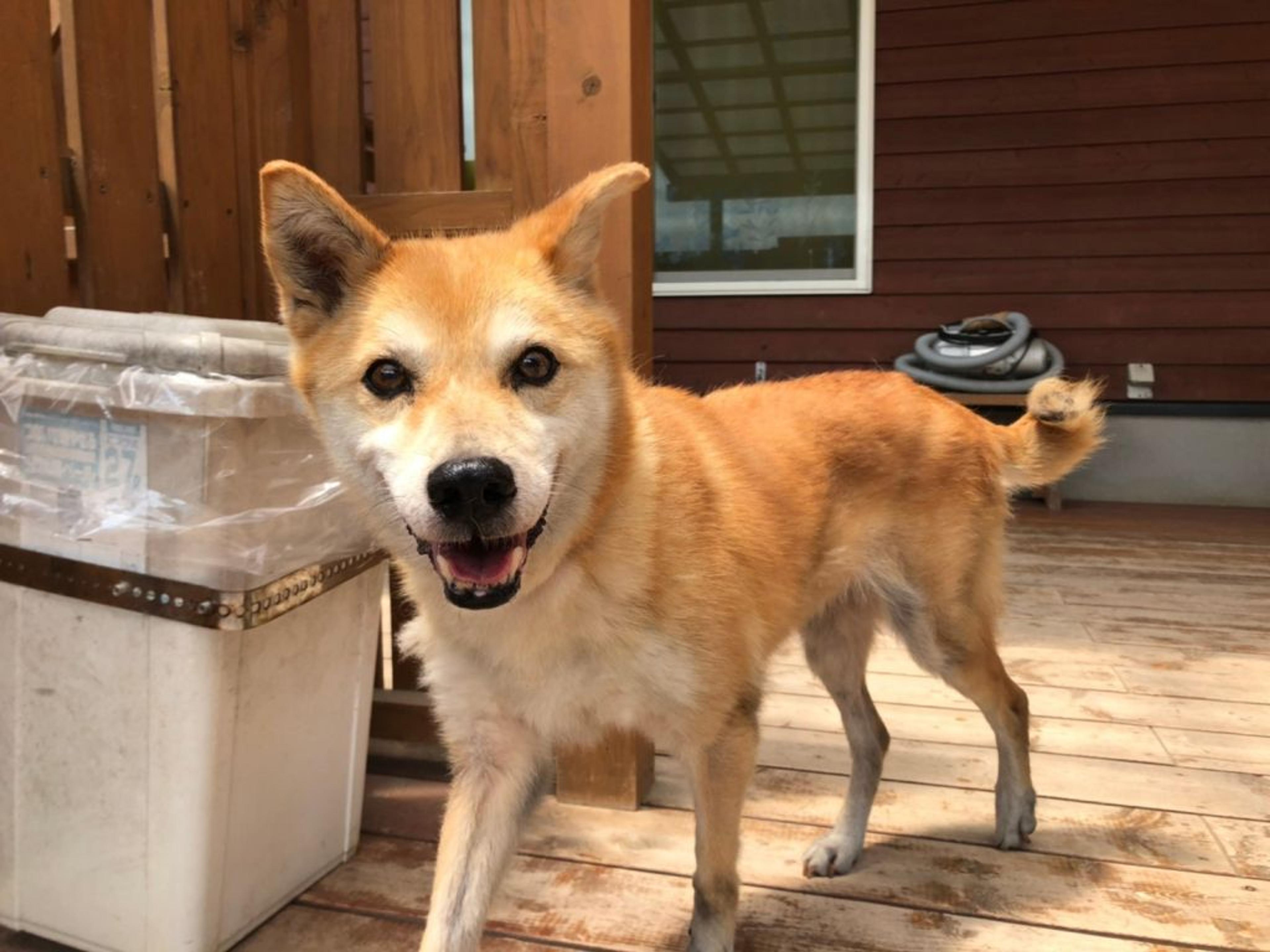pet-image-6